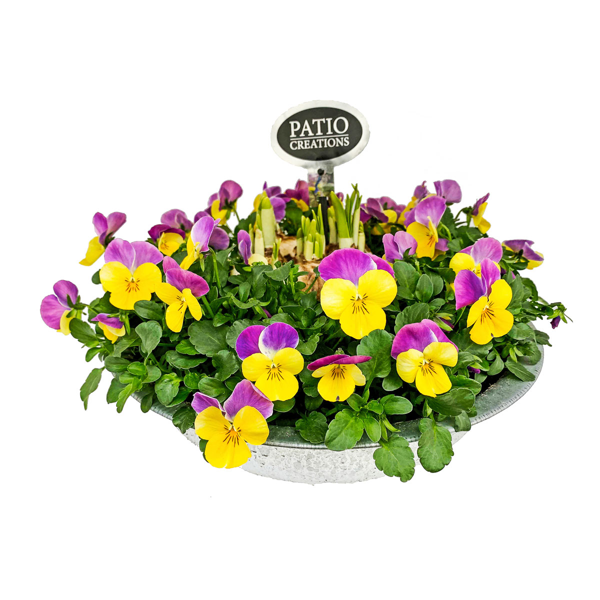 Plantiflor  Bepflanzte Zinkschale mit Oster-Deko Bild 2