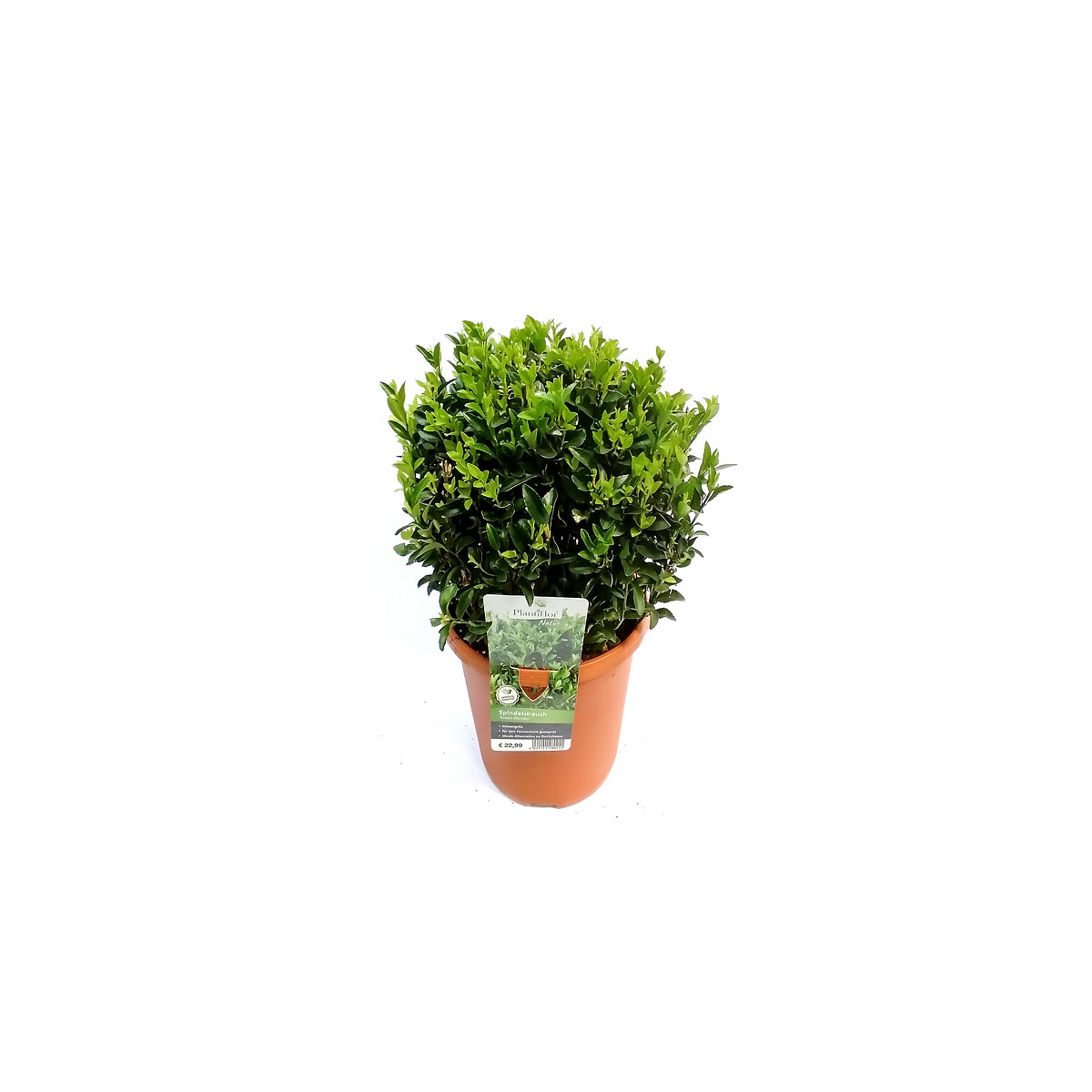 Plantiflor Spindelstrauch Green Wonder 20-30 cm T23