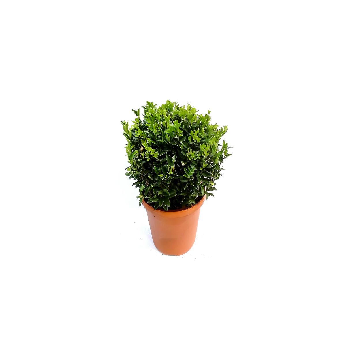 Plantiflor Spindelstrauch Green Wonder 20-30 cm T23
