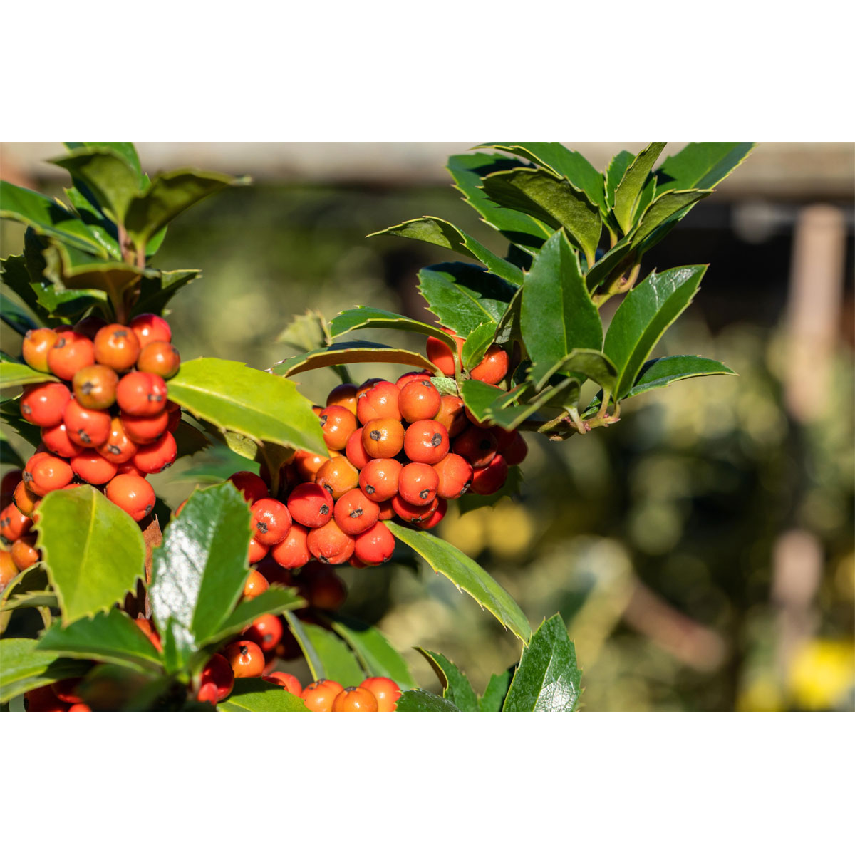 Plantiflor Stechpalme Heckenfee Topf Durchmesser 23 cm