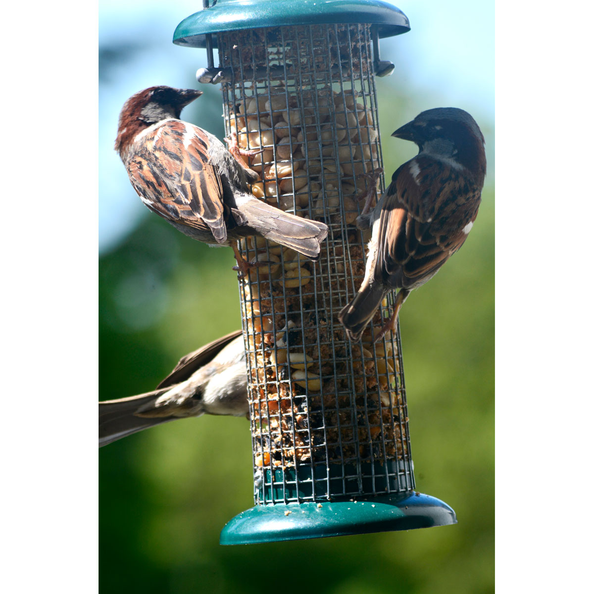 Futterspender für Nüsse und Kerne 9,5 x 9,5 x 23 cm Metall Grün Bild 2