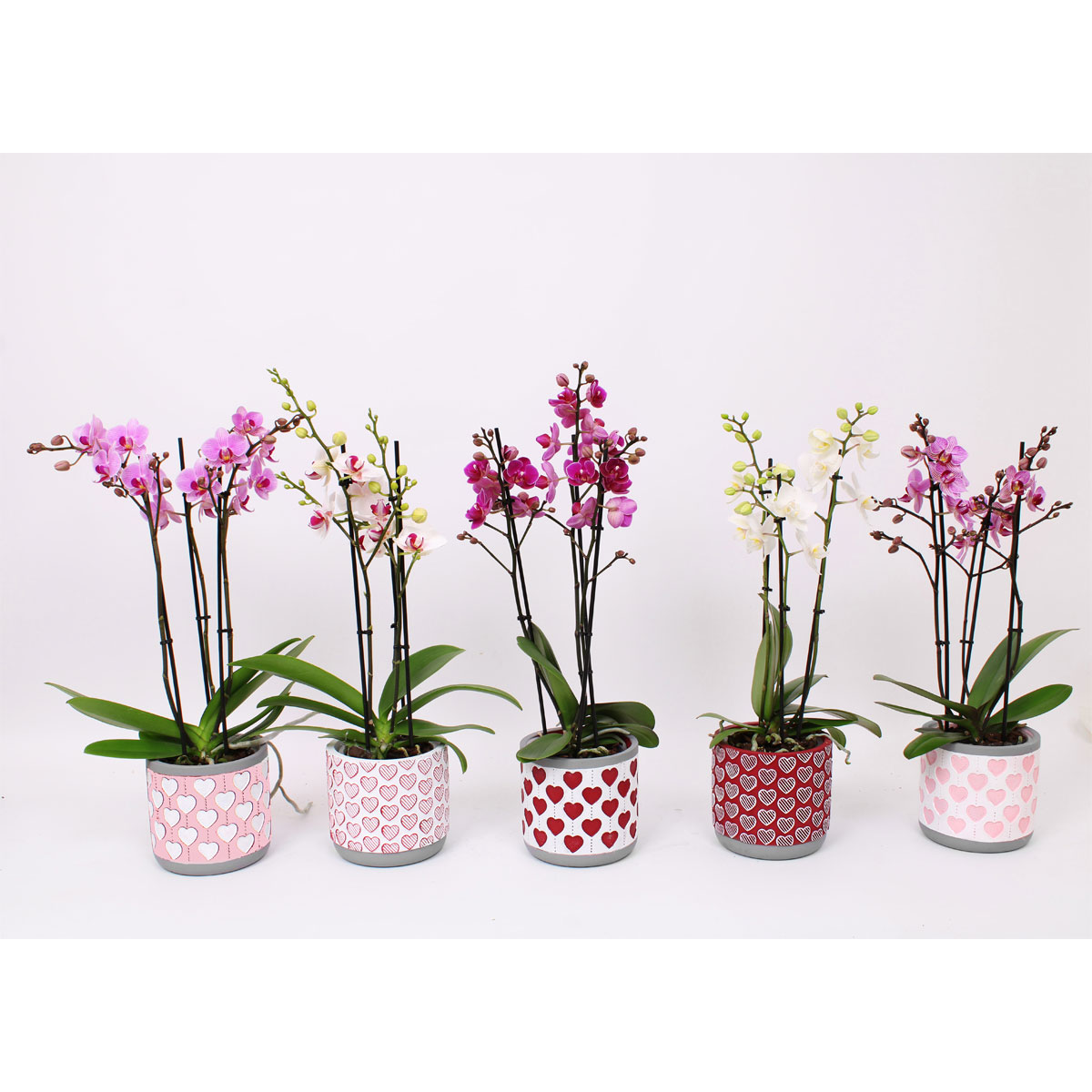 Plantiflor  Schmetterlingsorchidee 3-Triebe Topf- Durchmesser 12 cm