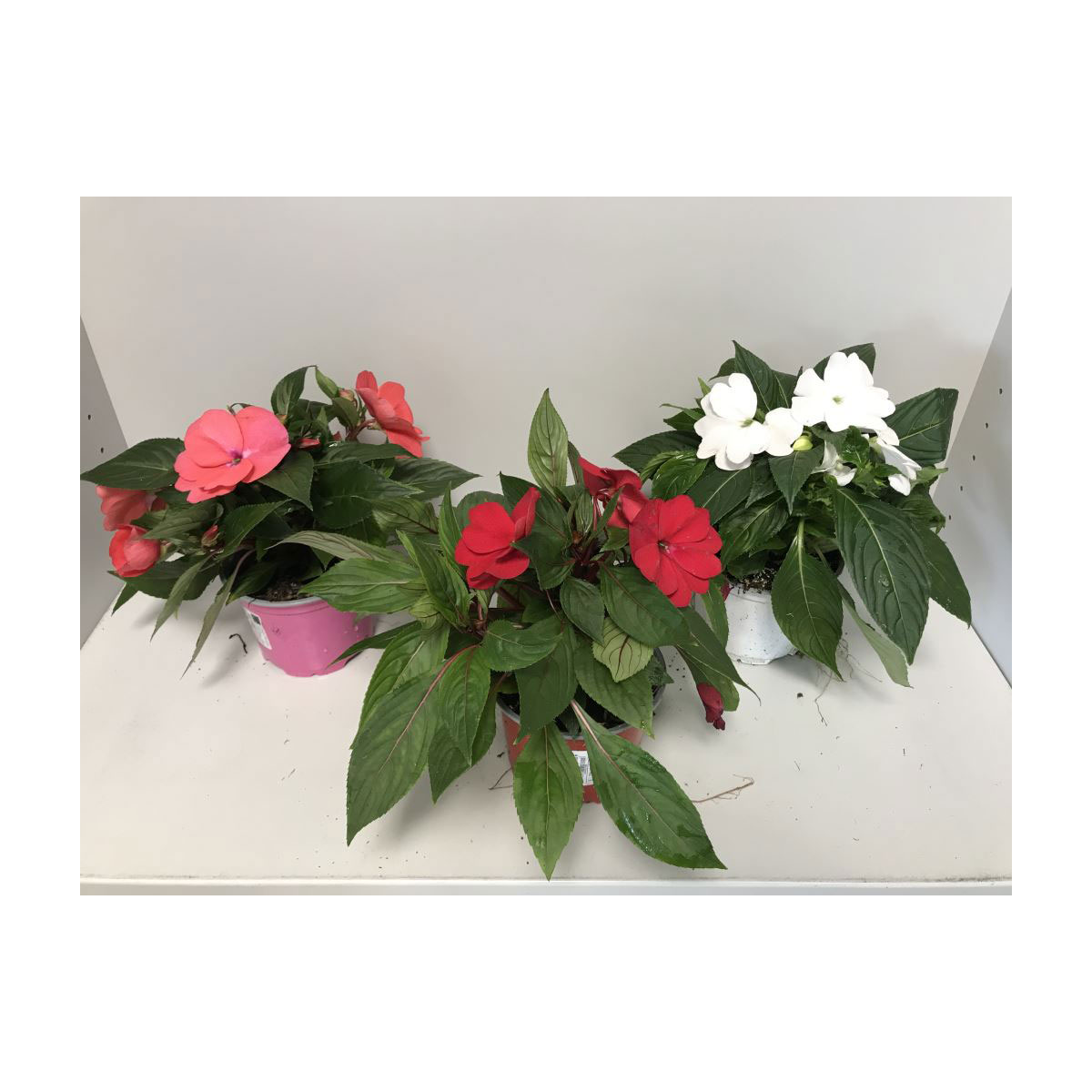 Plantiflor  Edellieschen T12 versch Farben Bild 6