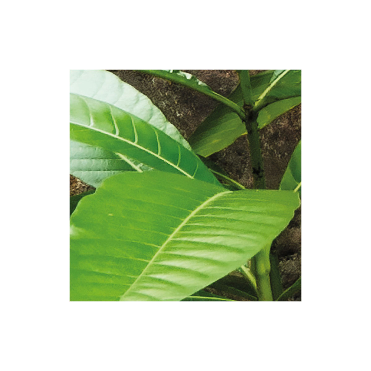 Komar  Vlies Fototapete Spirit 200x260 cm Bild 4