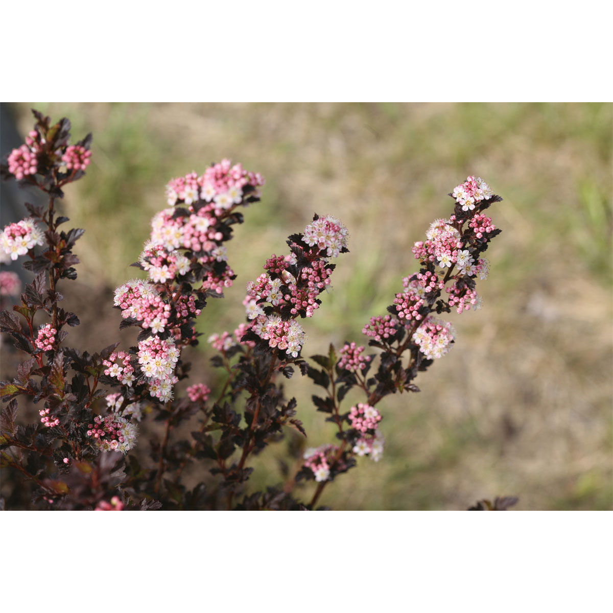 Plantiflor Blasenspiere Proven Winners Tiny Wine Topf Durchmesser 19 cm