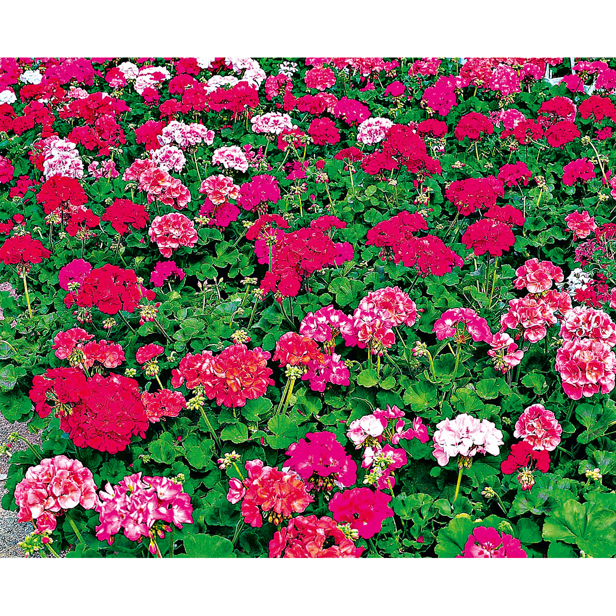 Plantiflor  Geranie stehend im Topf Durchmesser 10,5 cm Bild 3