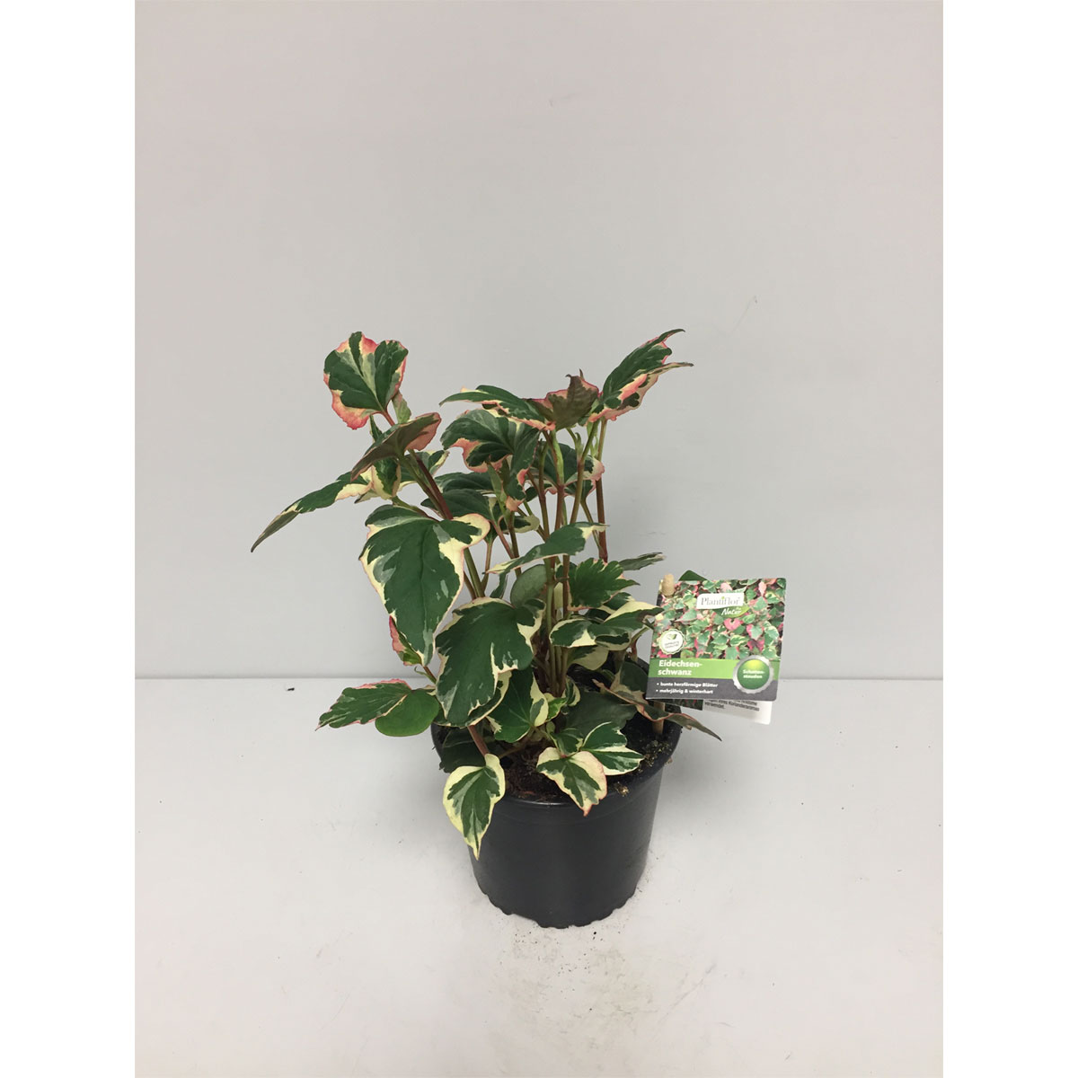 Plantiflor  Eidechsenschwanz Durchmesser 13 cm