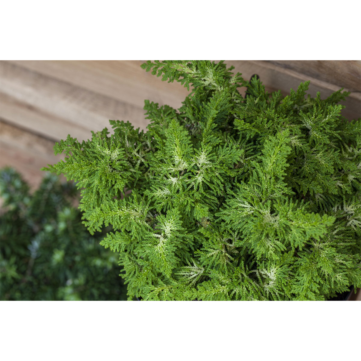 Plantiflor Zwerg Hinoki-Zypresse Topf Durchmesser 17 cm