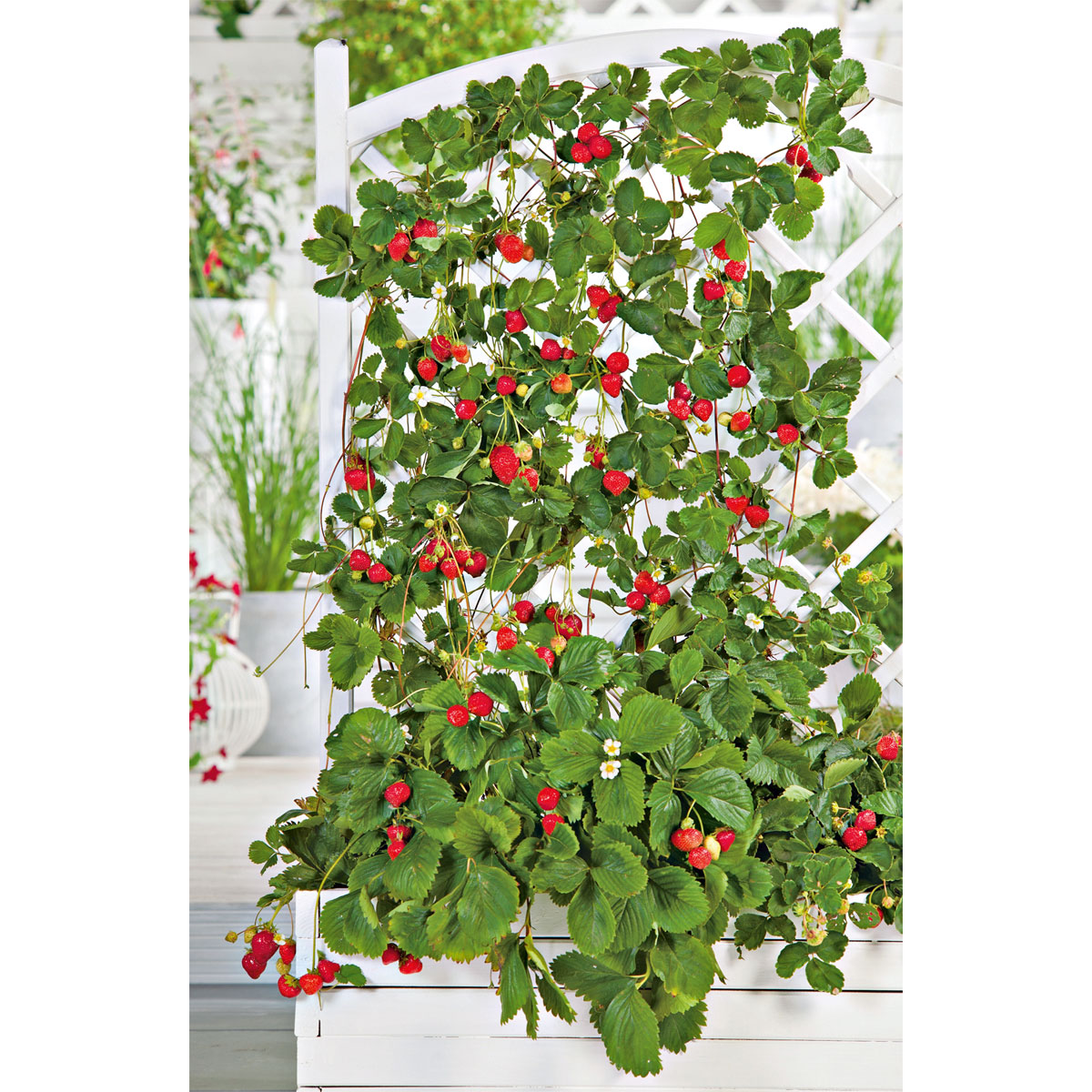 Plantiflor  Gourmetkräuter Klettererdbeere Topf 12 cm Bild 3