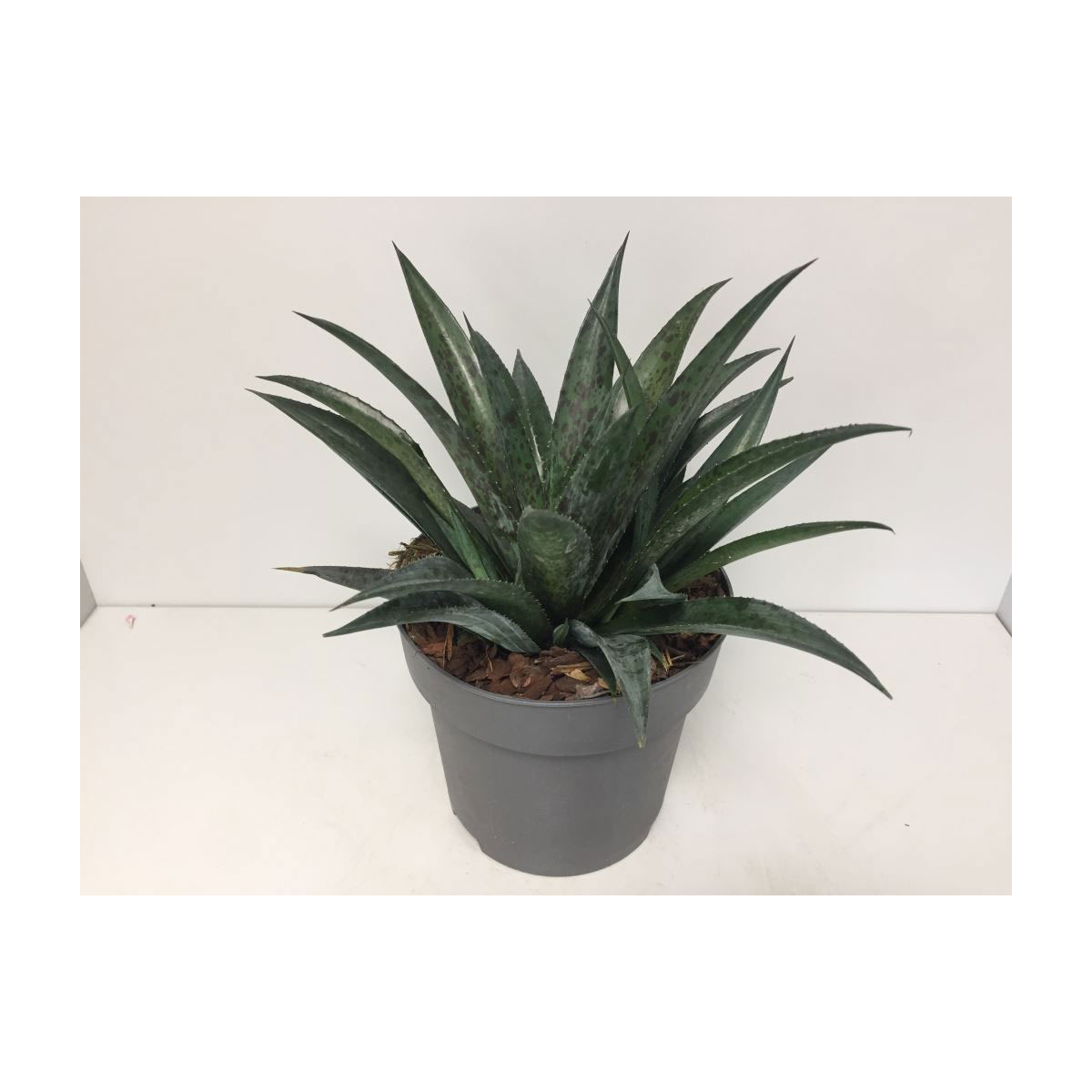 Plantiflor  Mangave Mix T19