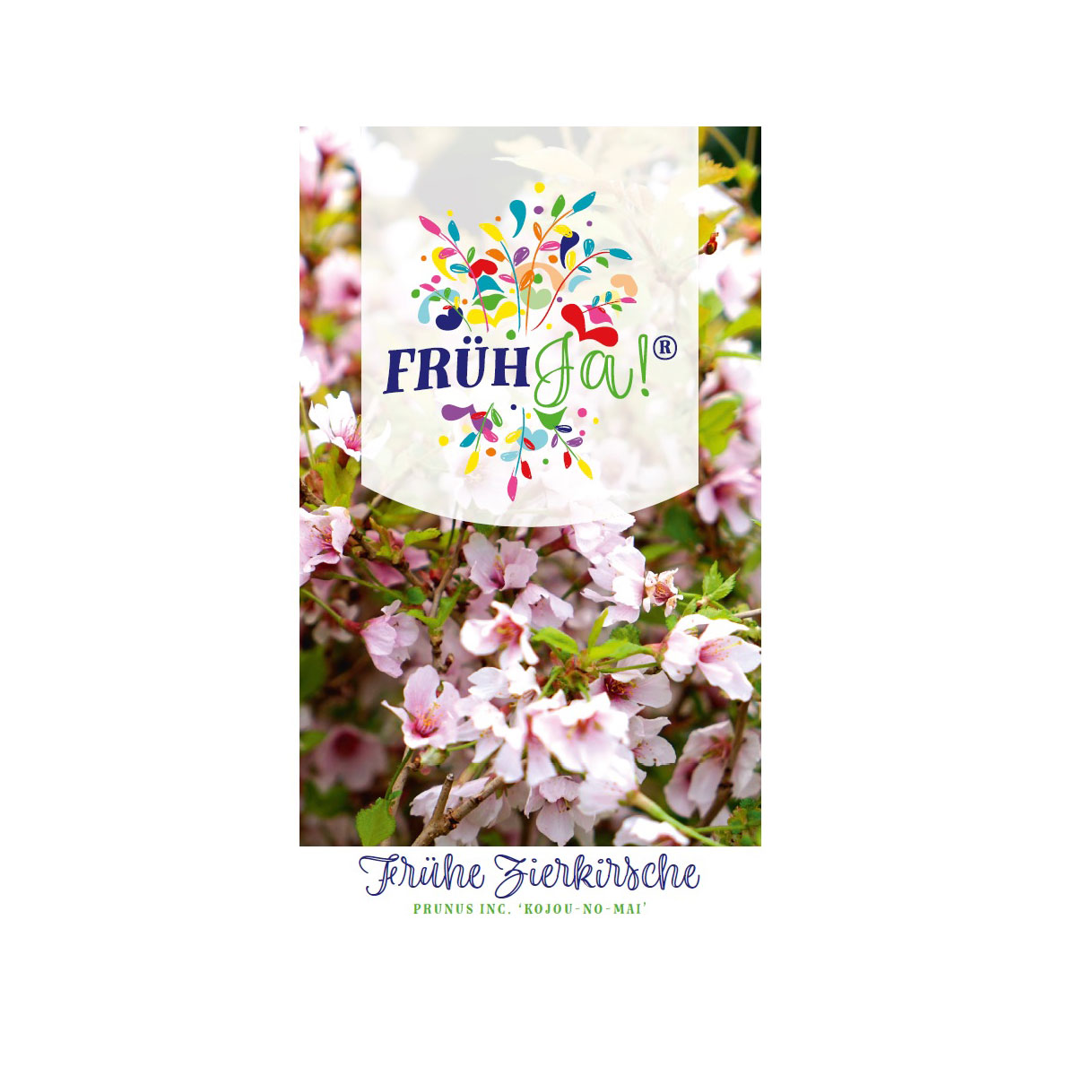 Geschlitzte Zierkirsche Kojou-no-mai Topf Durchmesser 23 cm