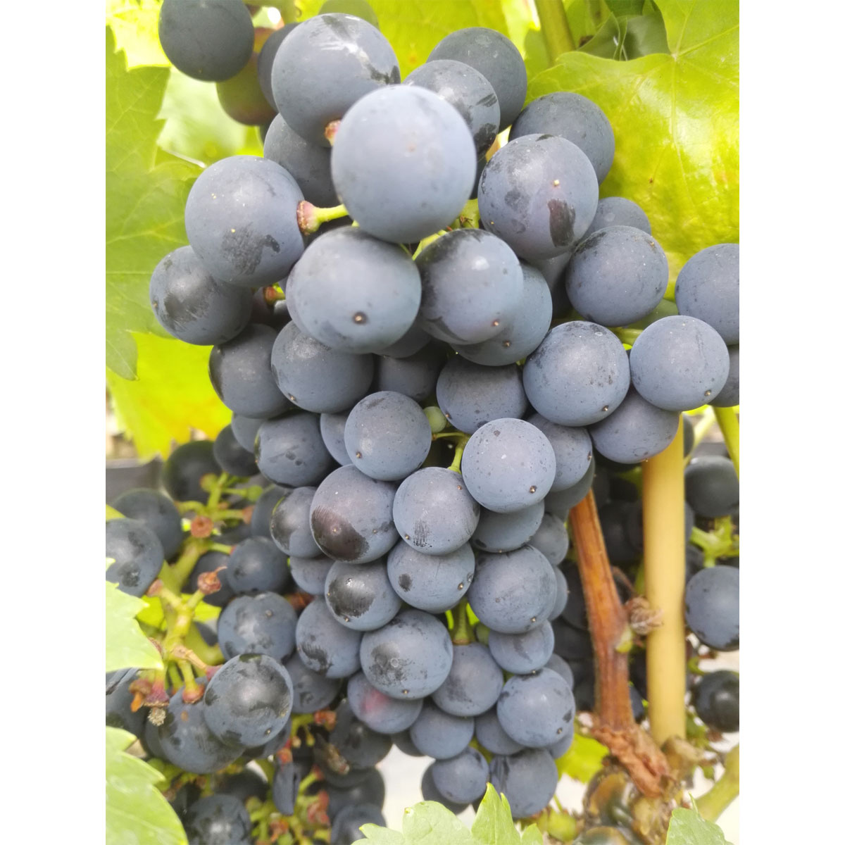Weinrebe Regent blau