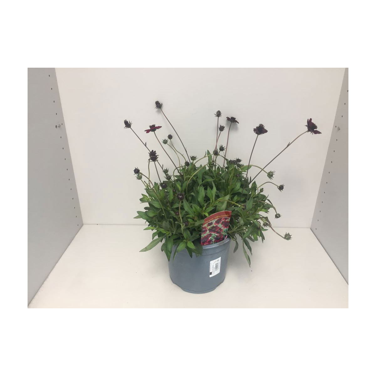 Plantiflor  Schokoladenblume 3 L