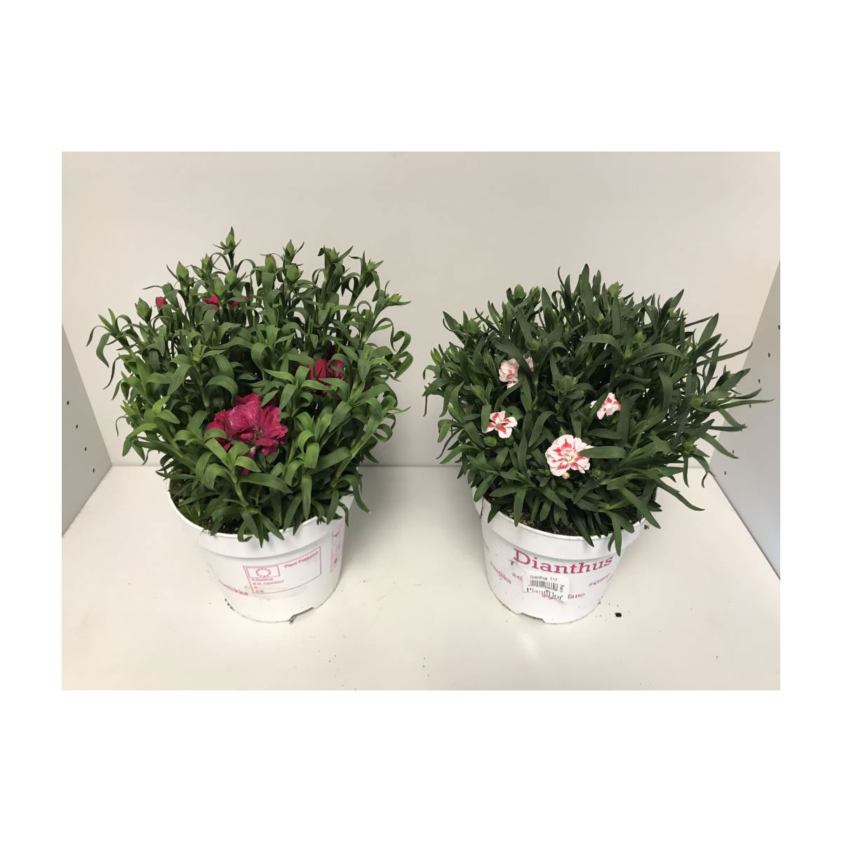 Plantiflor  Gartennelke verschiedene Farben T17 Bild 2