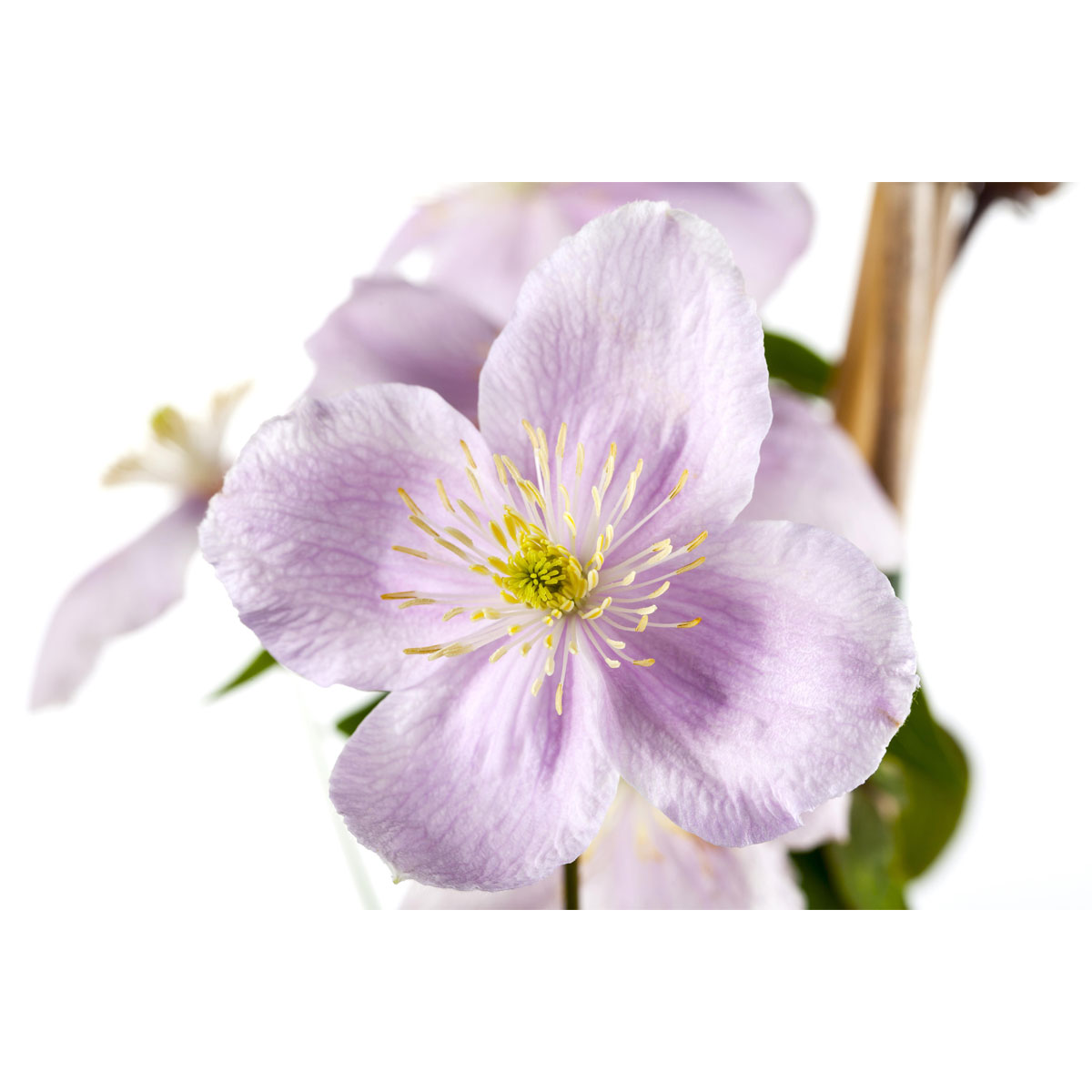 Plantiflor Berg-Waldrebe Rubens Topf Durchmesser 17 cm