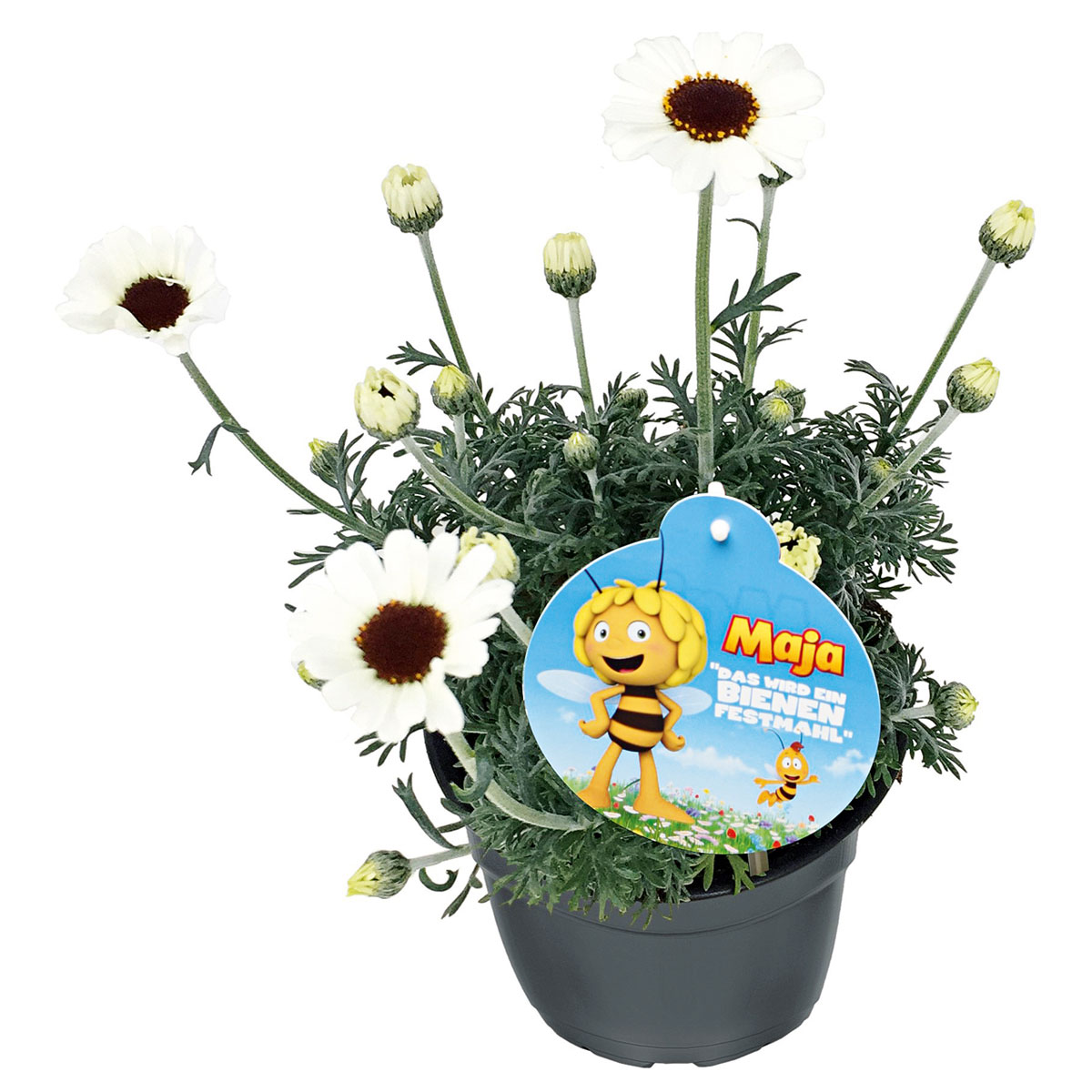 Plantiflor  Stauden-Mix Biene Maja Topf- Durchmesser 13 cm Bild 5