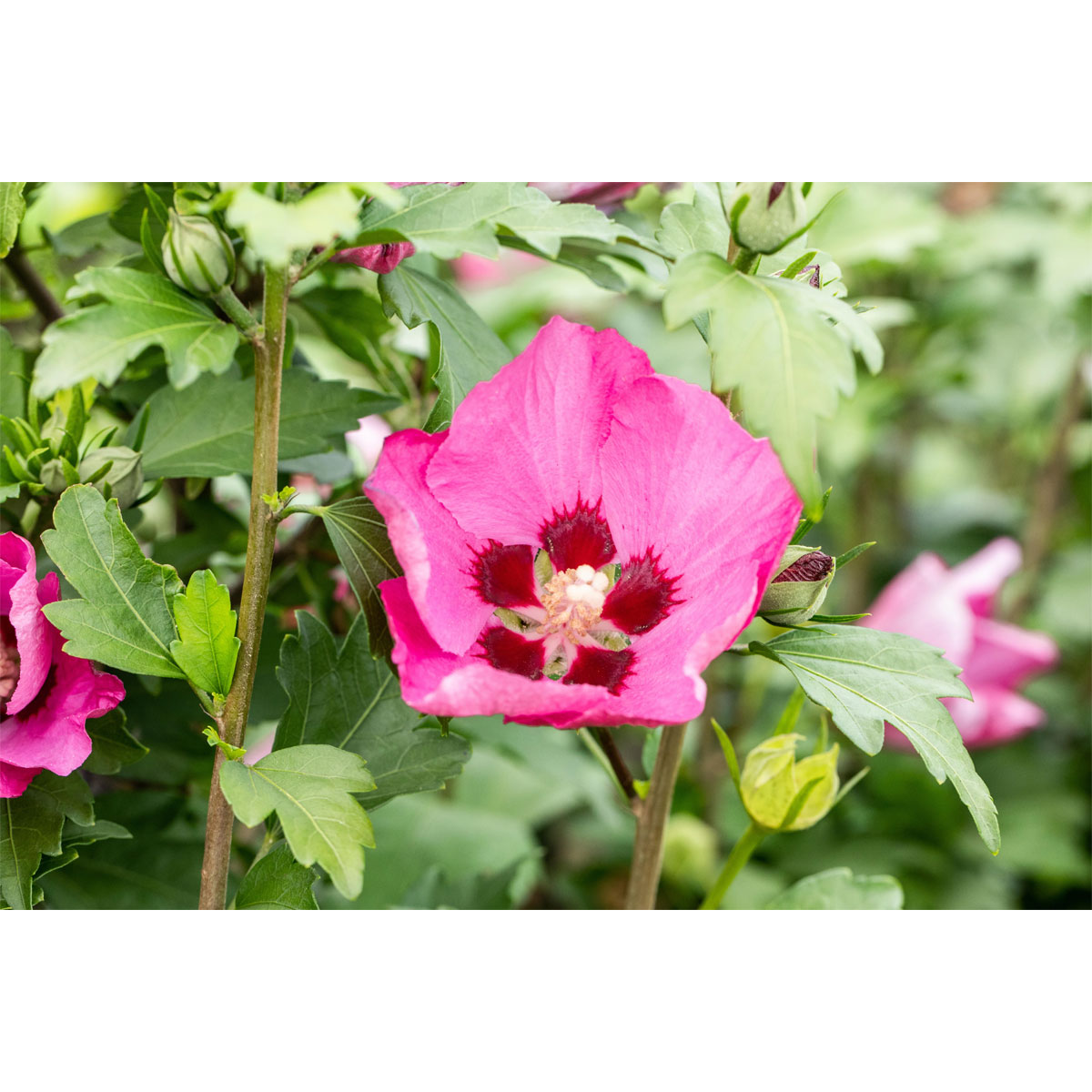 Plantiflor Garteneibisch Big Hibskiss Topf Durchmesser 24 cm