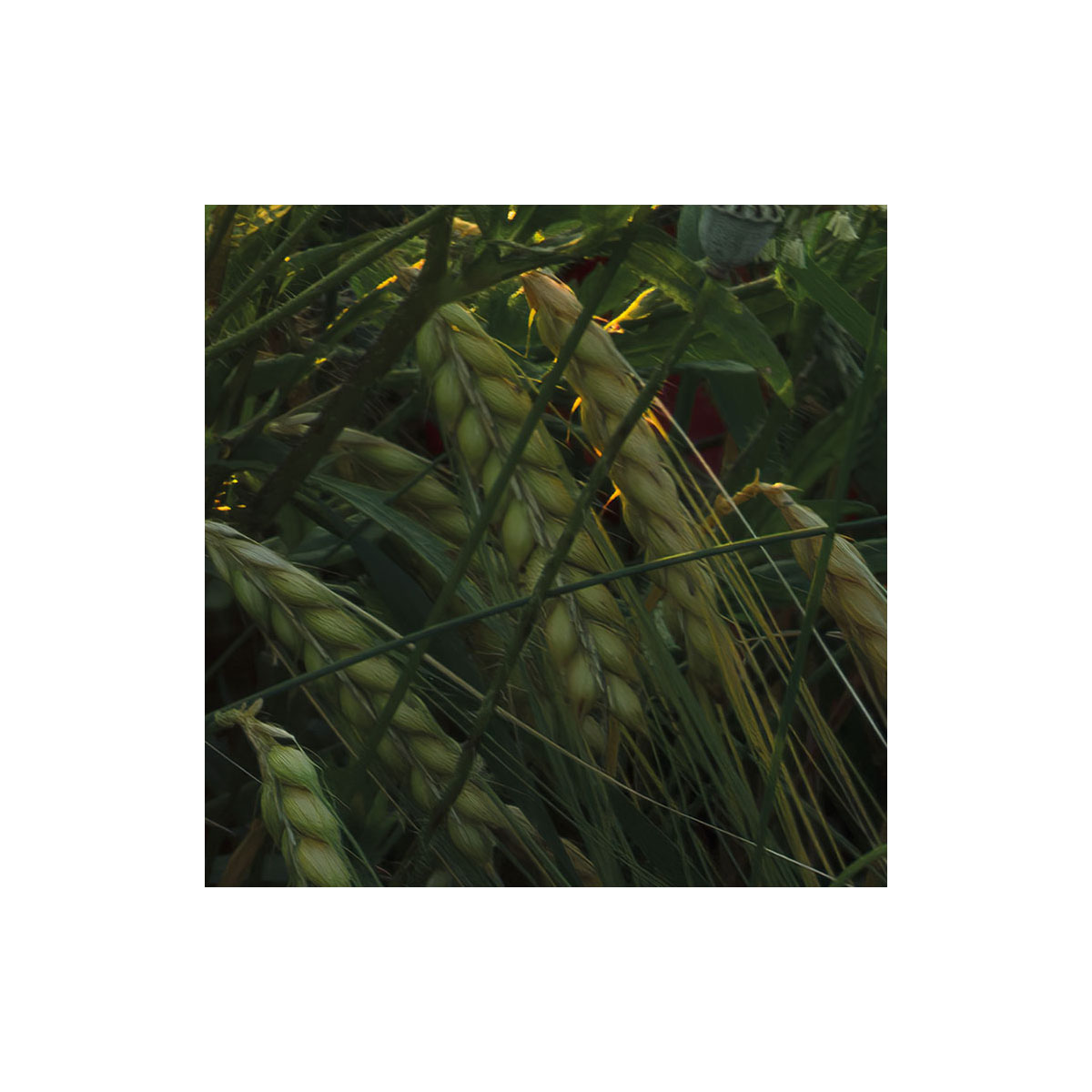 Komar  Vlies Fototapete Poppy World 450x280 cm Bild 5