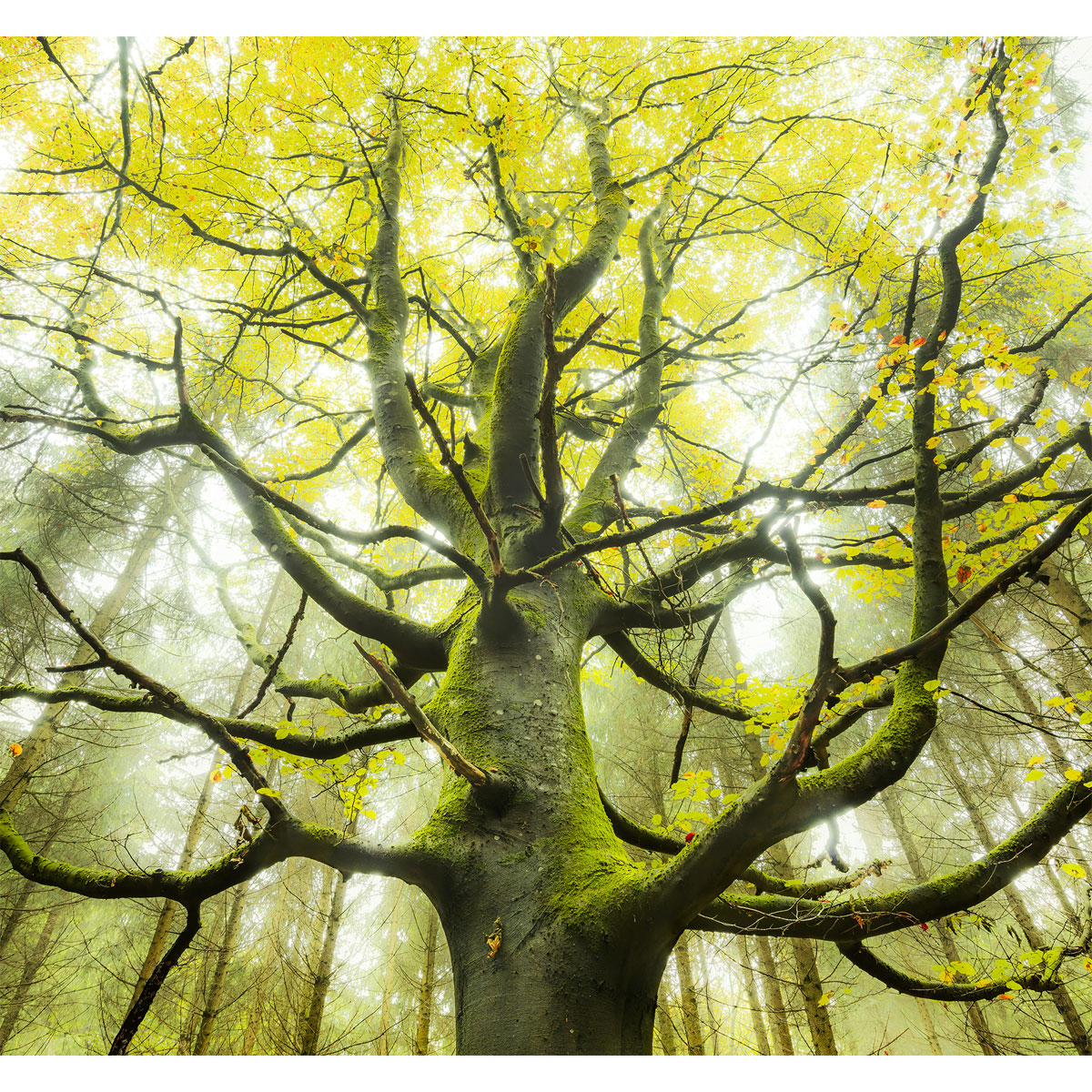 Komar  Vlies Fototapete Der Traumbaum 300x280 cm Bild 2