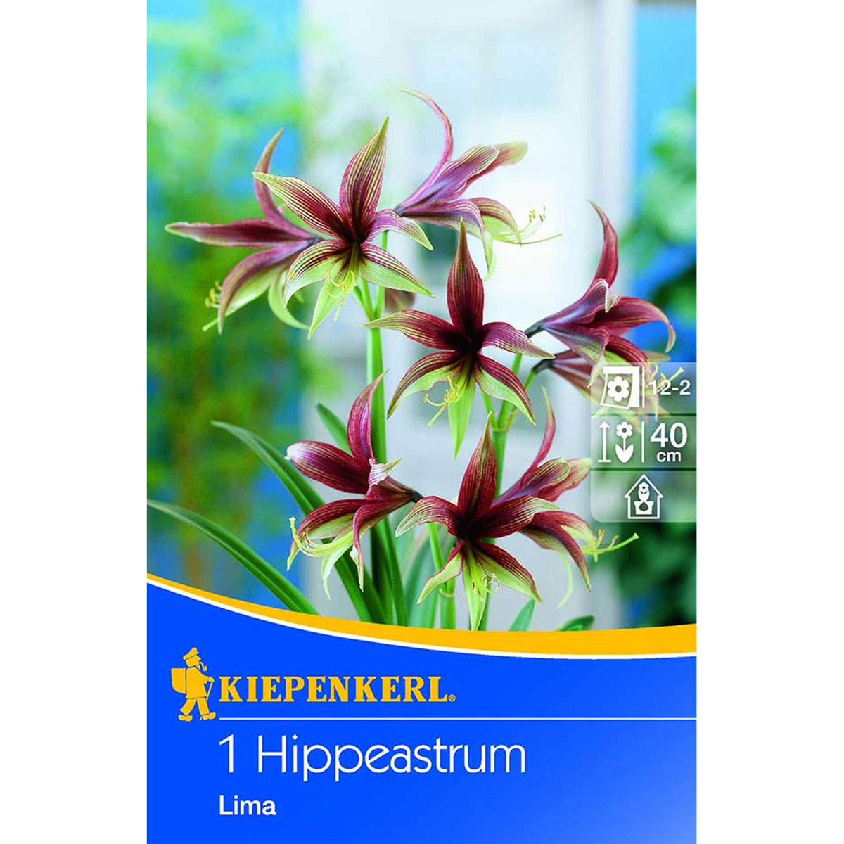 Kiepenkerl Amaryllis Hippeastrum grün/ rot