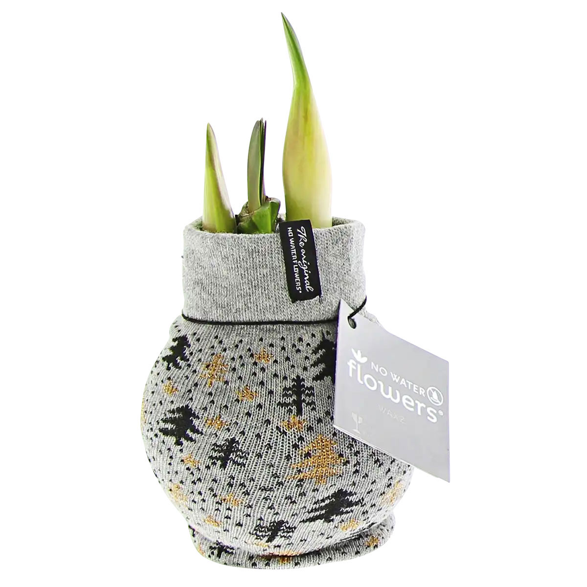 Plantiflor  Amaryllis mit Socke gewachst ca 32 cm