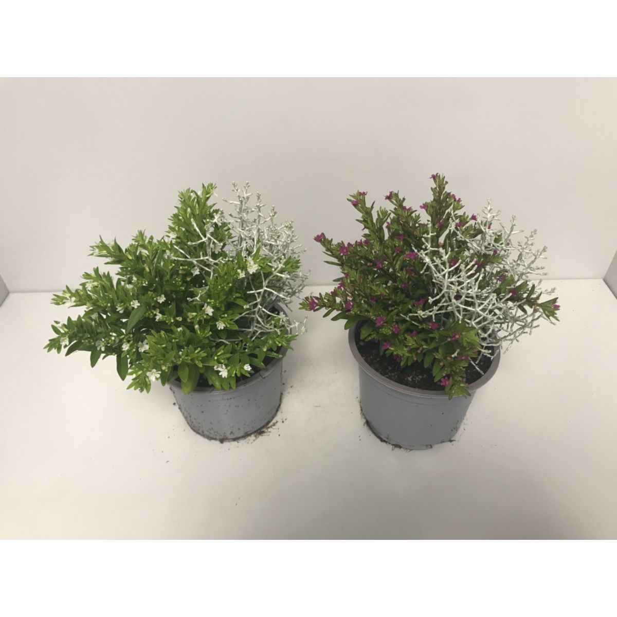 Plantiflor  Stacheldrahtpflanze und Cuphea T13