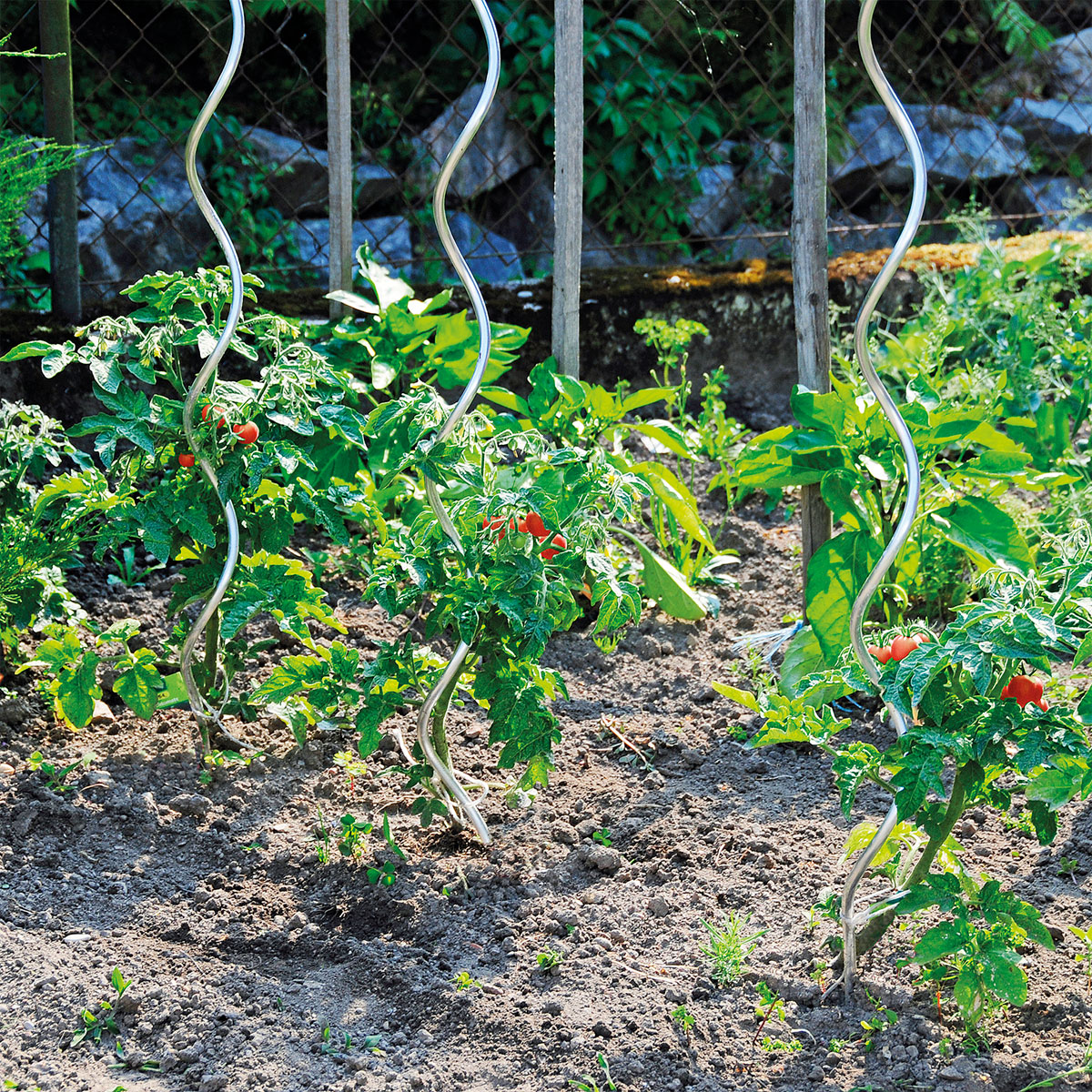 Tomatenspirale 180 cm Bild 3