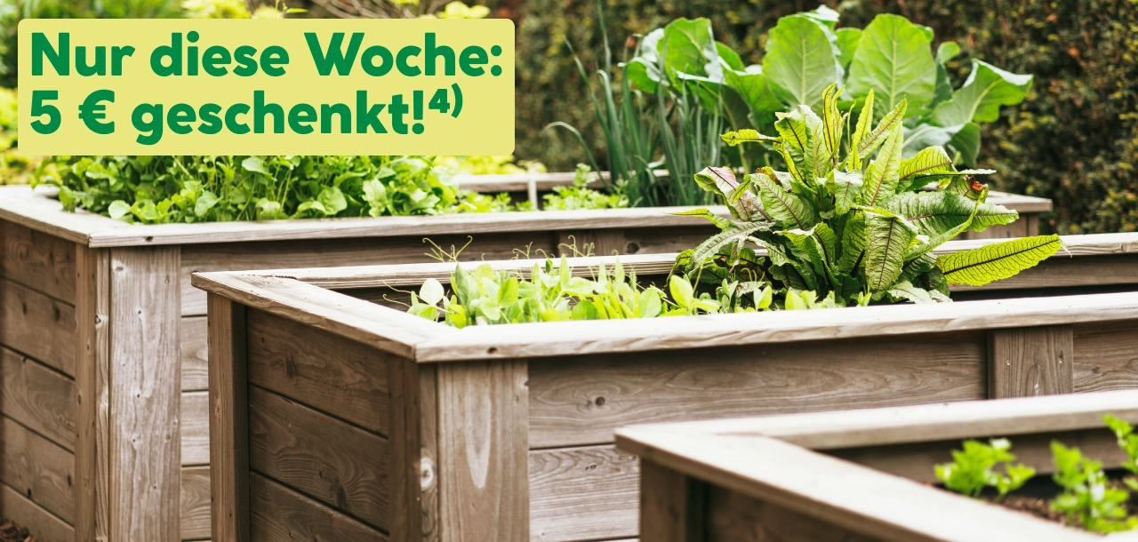 Hochbeet-Gutschein Aktion