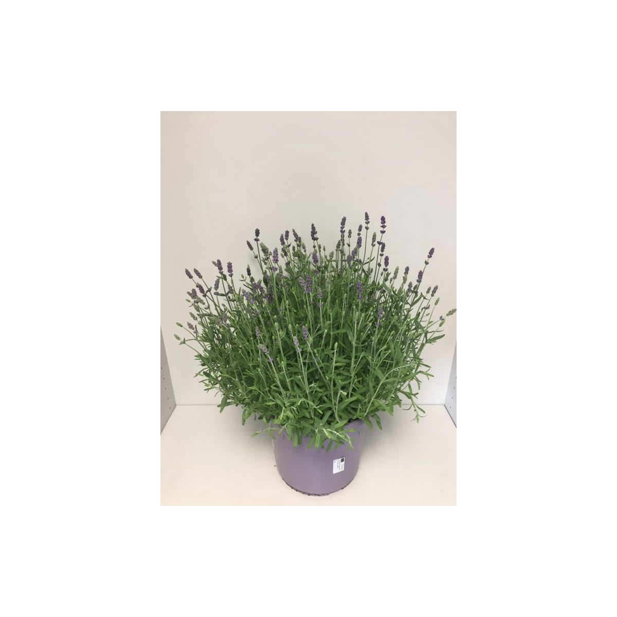 Plantiflor  Echter Lavendel T26