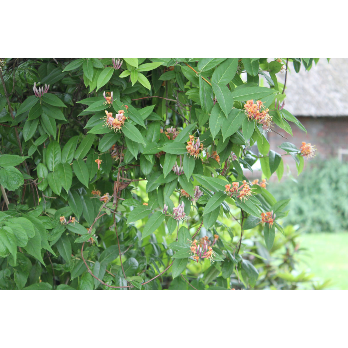 Plantiflor Immergrünes Geißblatt Topf Durchmesser 17 cm