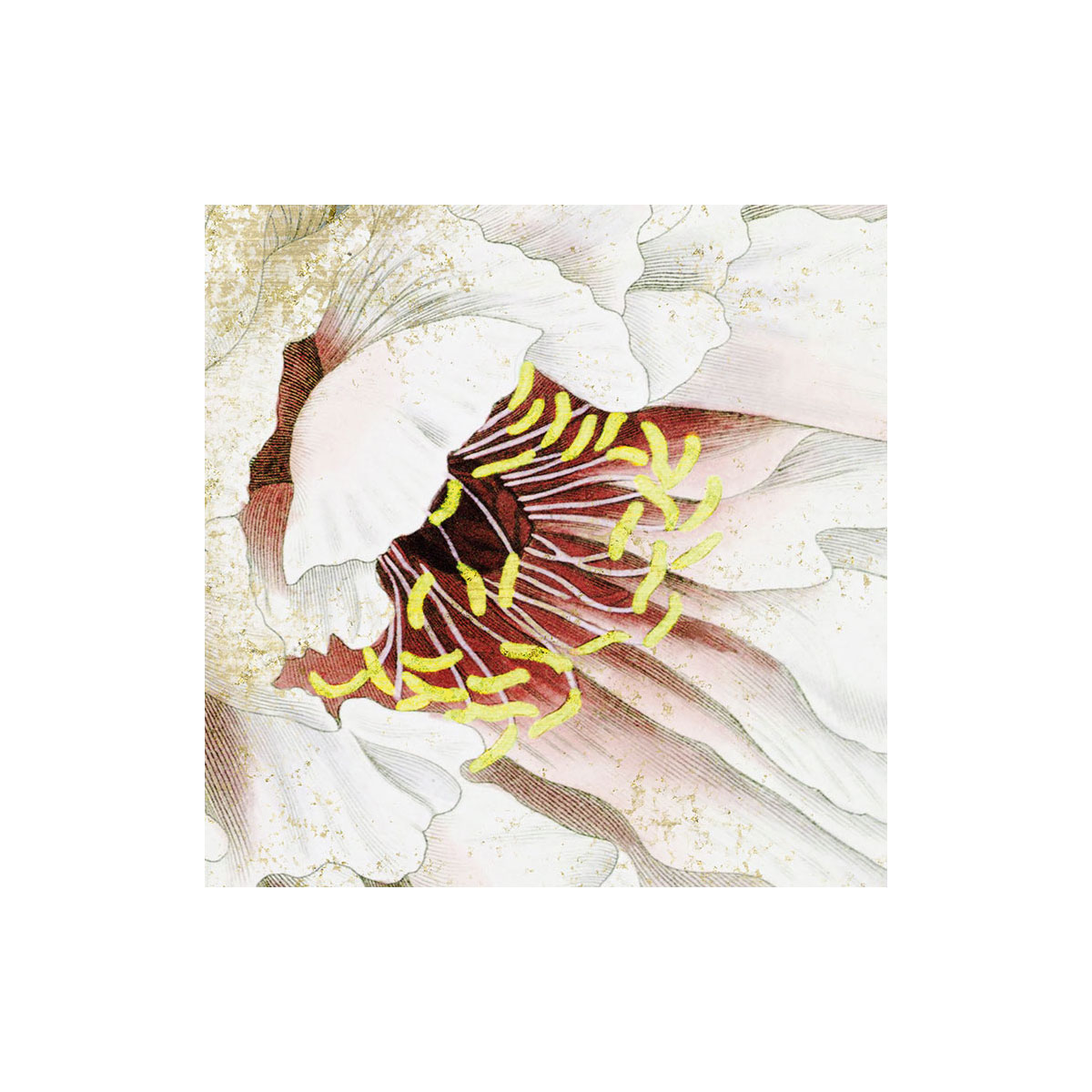 Komar  Vlies Fototapete La Rosa 200x250 cm Bild 5