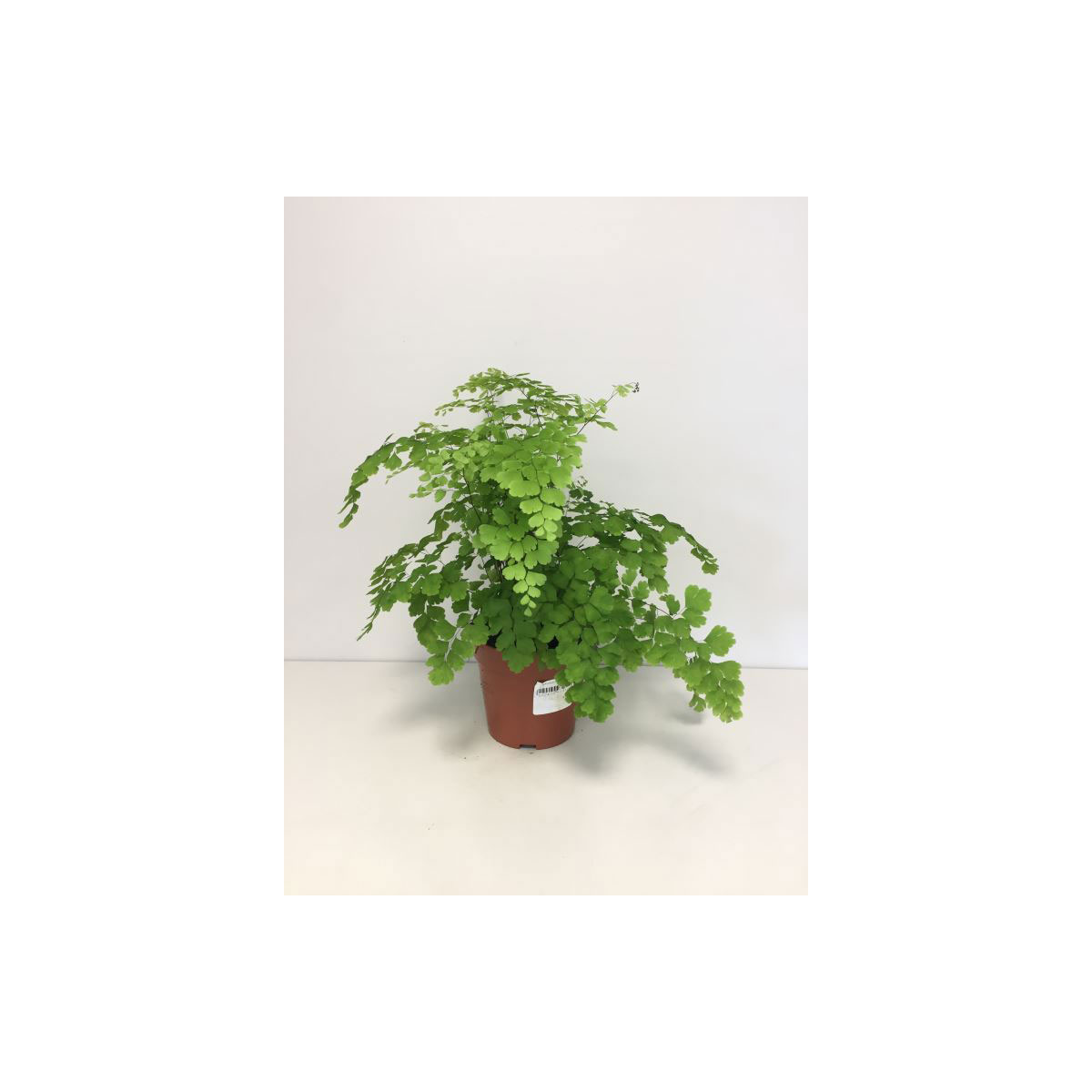 Plantiflor  Frauenhaarfarn 30 cm T12