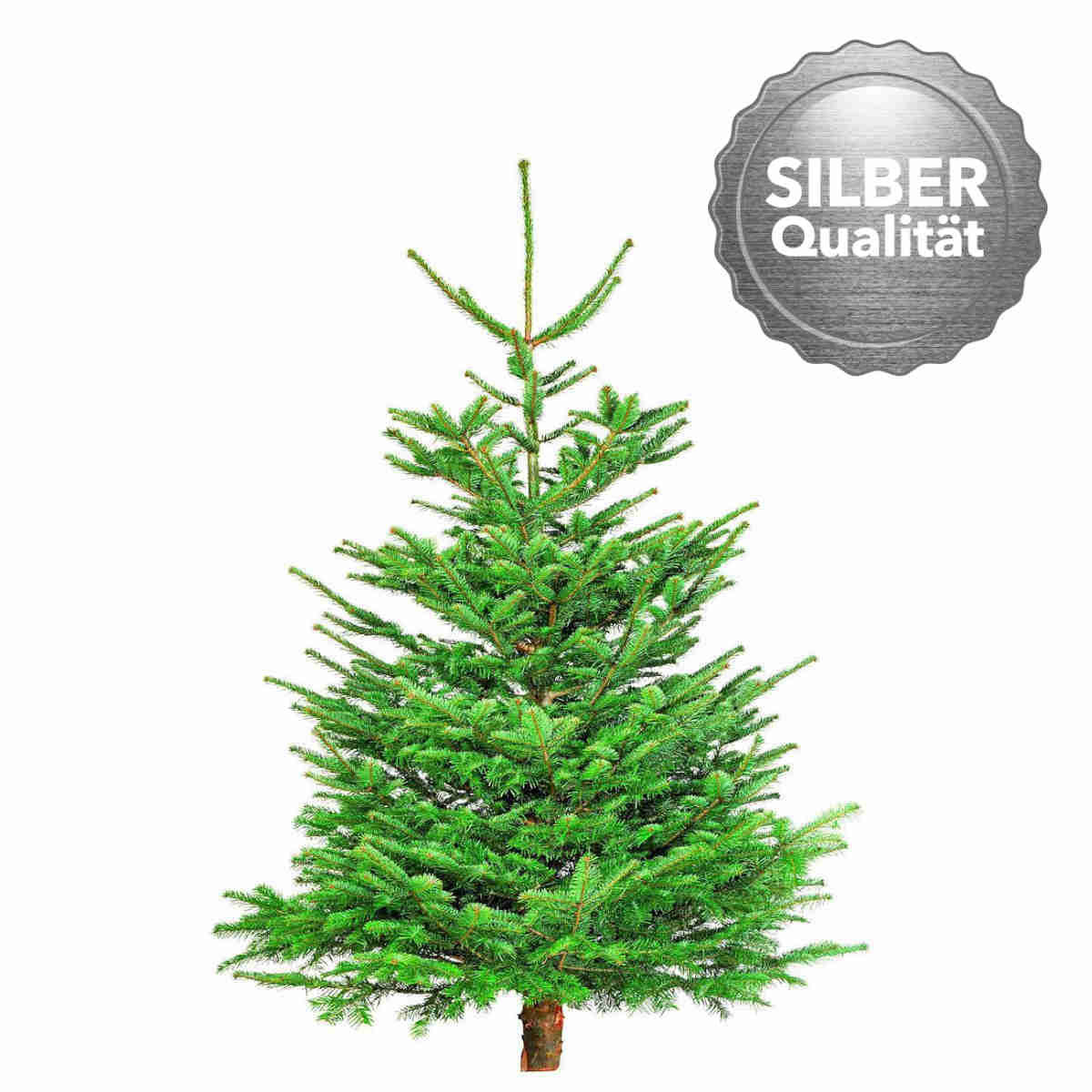 Plantiflor Nordmanntanne Silber-Qualität 150-190 cm