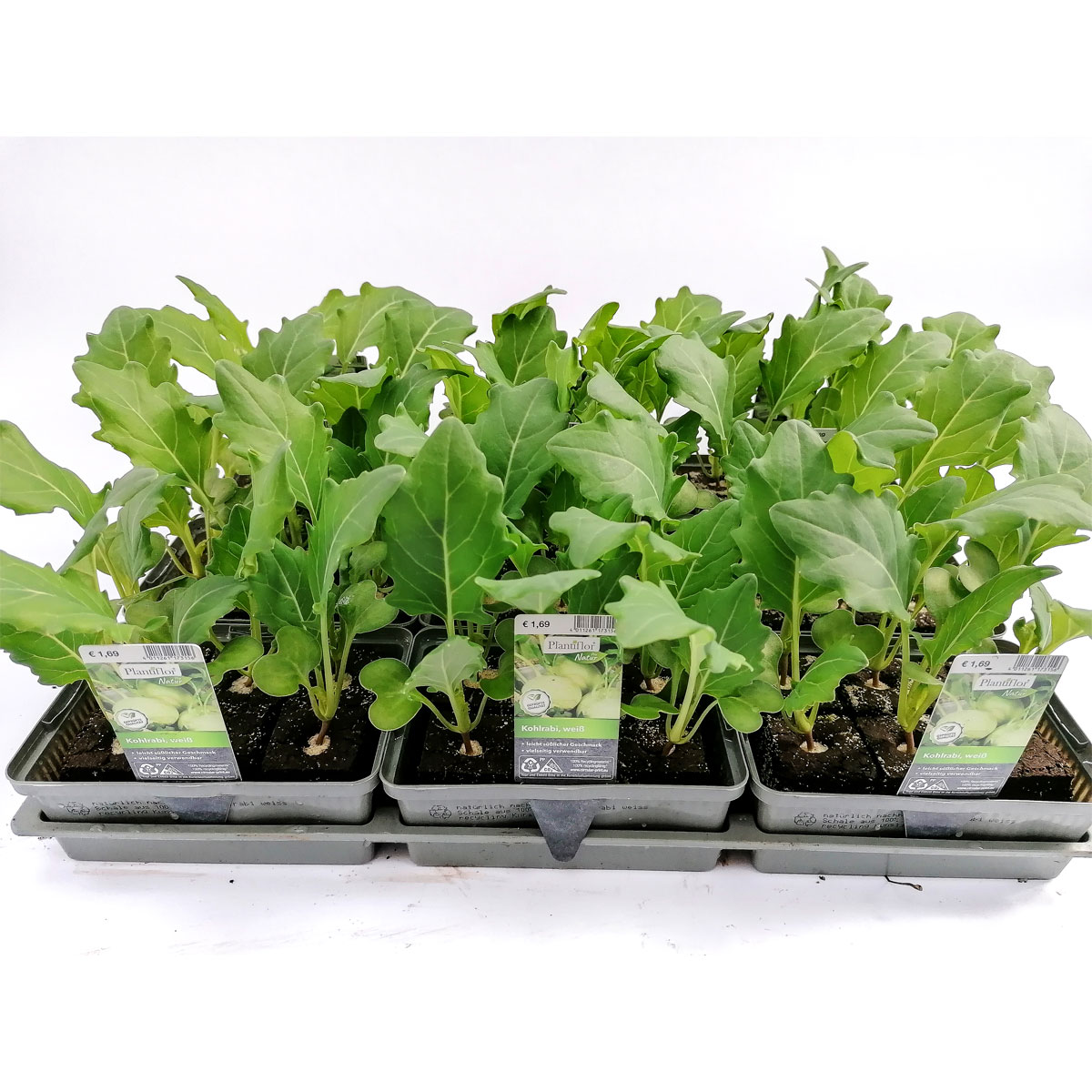 Plantiflor Gemüsejungpflanze Kohlrabi weiß 6er-Tray