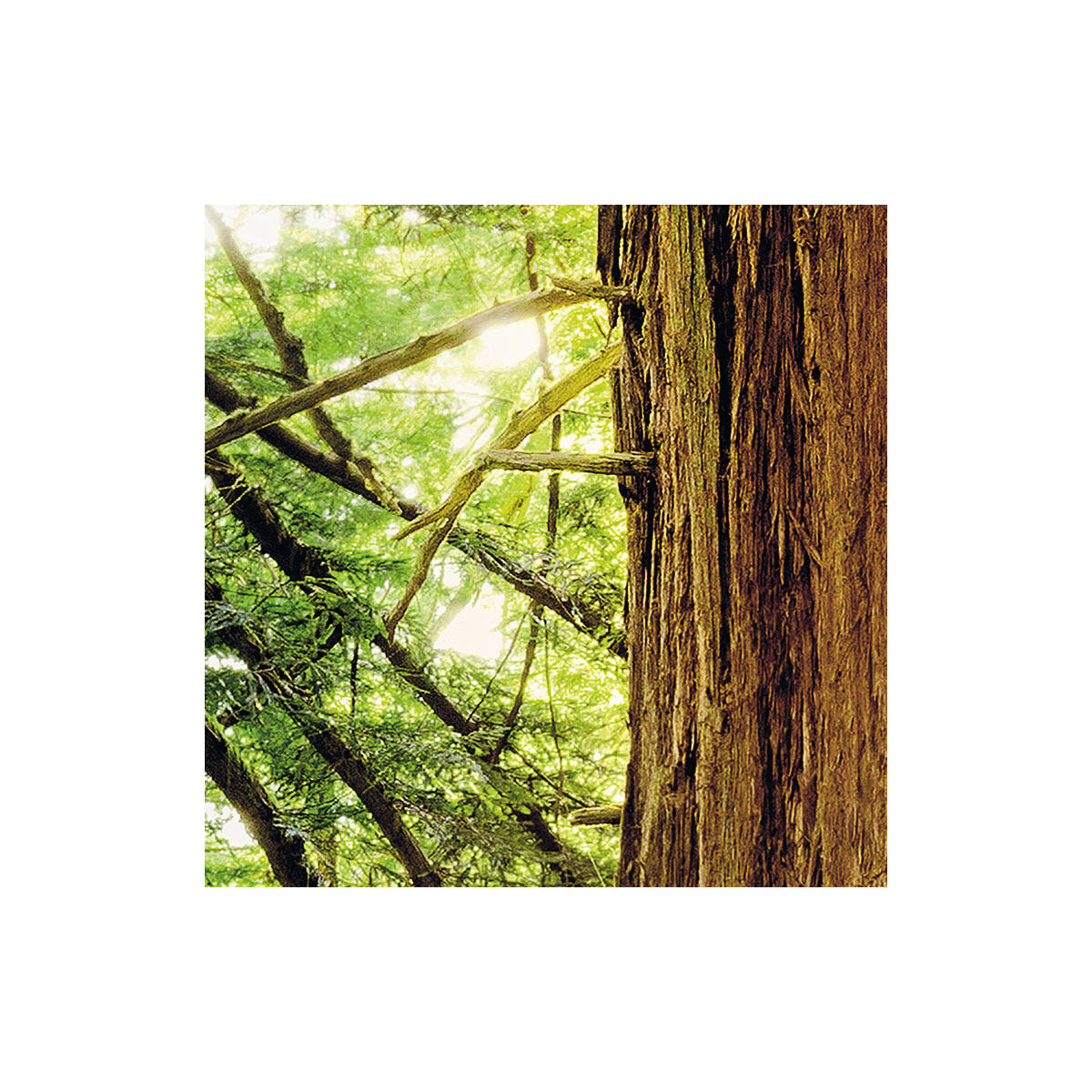 Komar  Vlies Fototapete Redwood 200x250 cm Bild 7