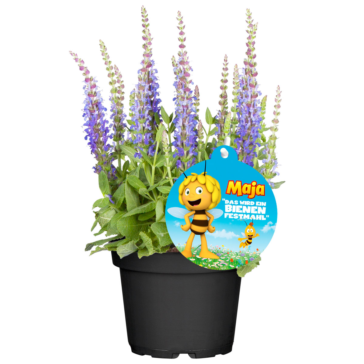 Plantiflor  Stauden-Mix Biene Maja Topf- Durchmesser 13 cm