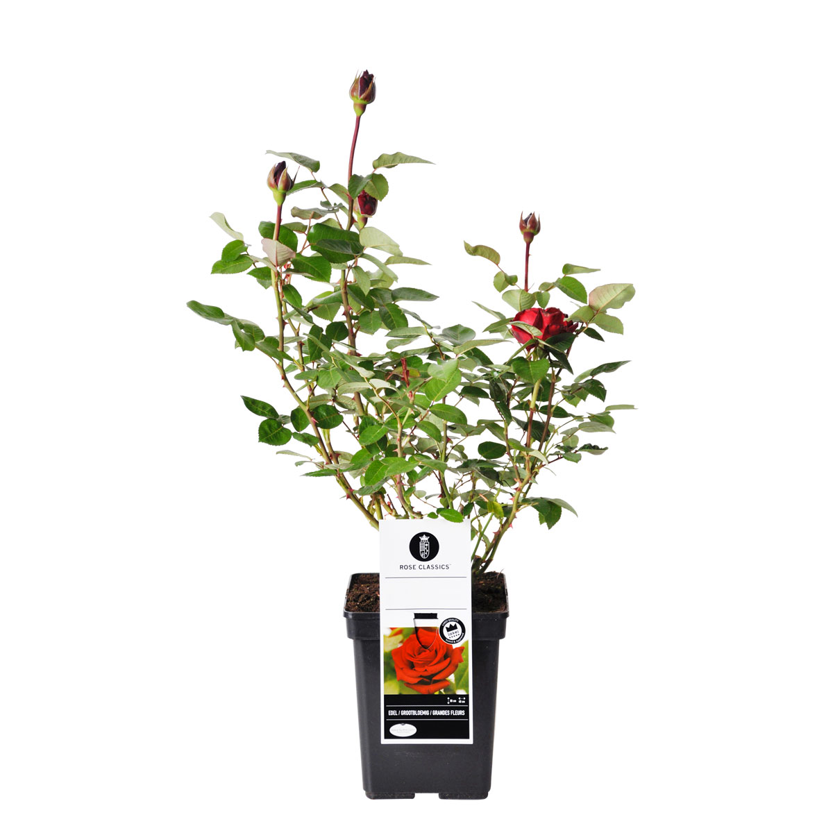 Plantiflor  Edel-Duftrose rot Topf 23 cm