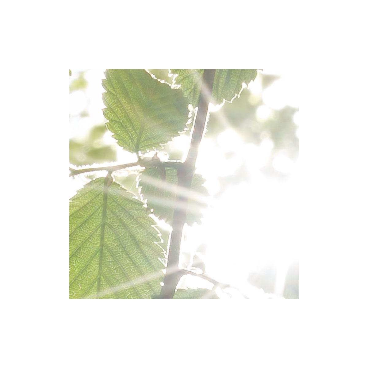 Komar  Vlies Fototapete Im Frühlingswald 250x280 cm Bild 7