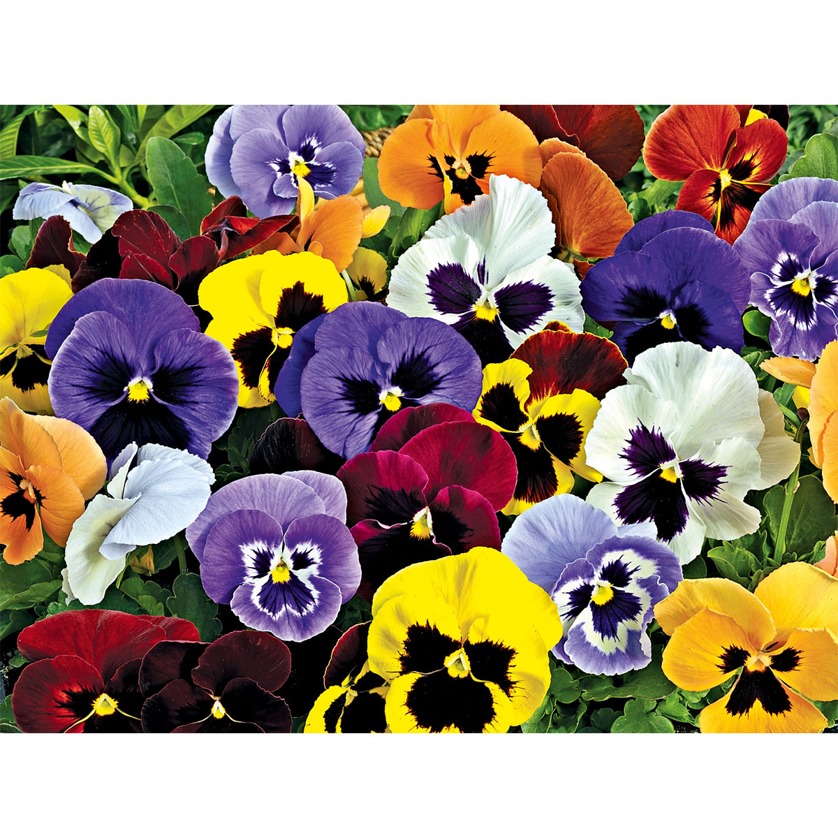 Plantiflor  Stiefmütterchen Viola 10e-Pack