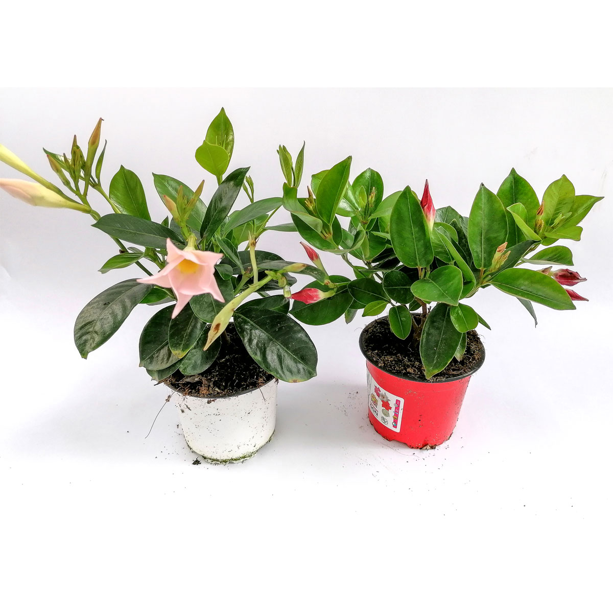 Plantiflor  Dipladenie Busch T10,5 verschiedene Farben Bild 2