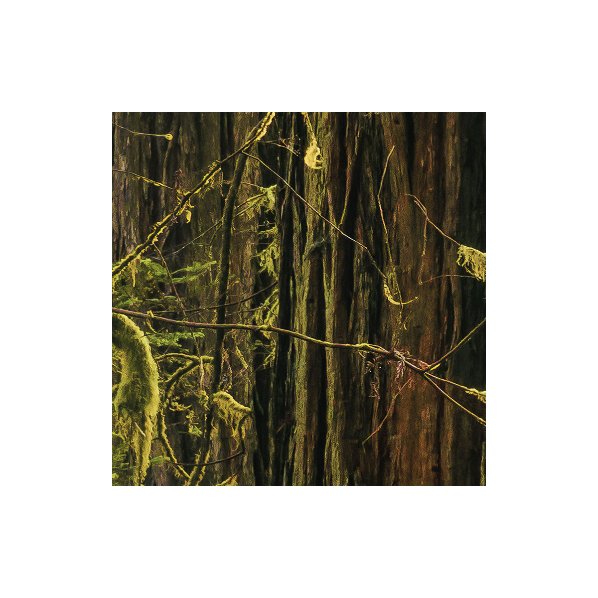 Komar  Vlies Fototapete Goblins Woods 250x280 cm Bild 3