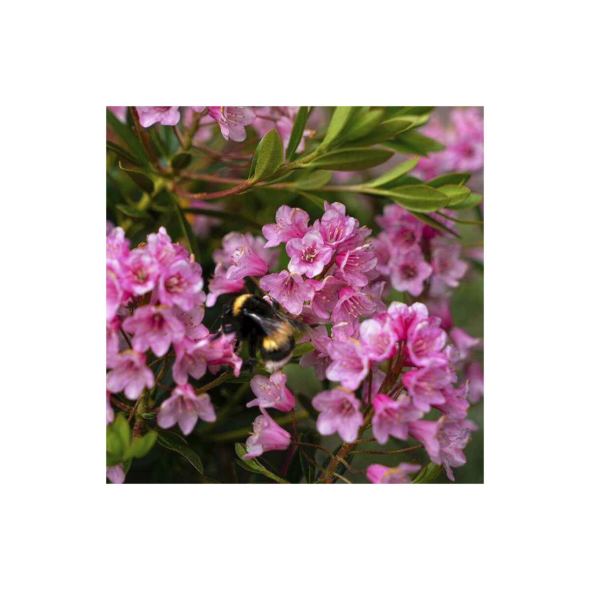 Plantiflor  Zwerg-Rhododendron Bloombux Magenta Topf Durchmesser 17 cm