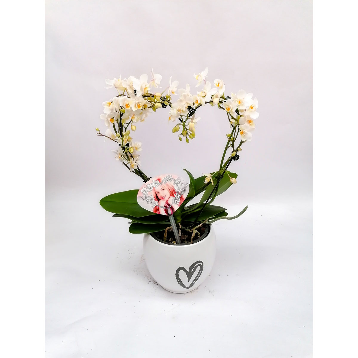Plantiflor  Wild-Orchideen Herzform T12