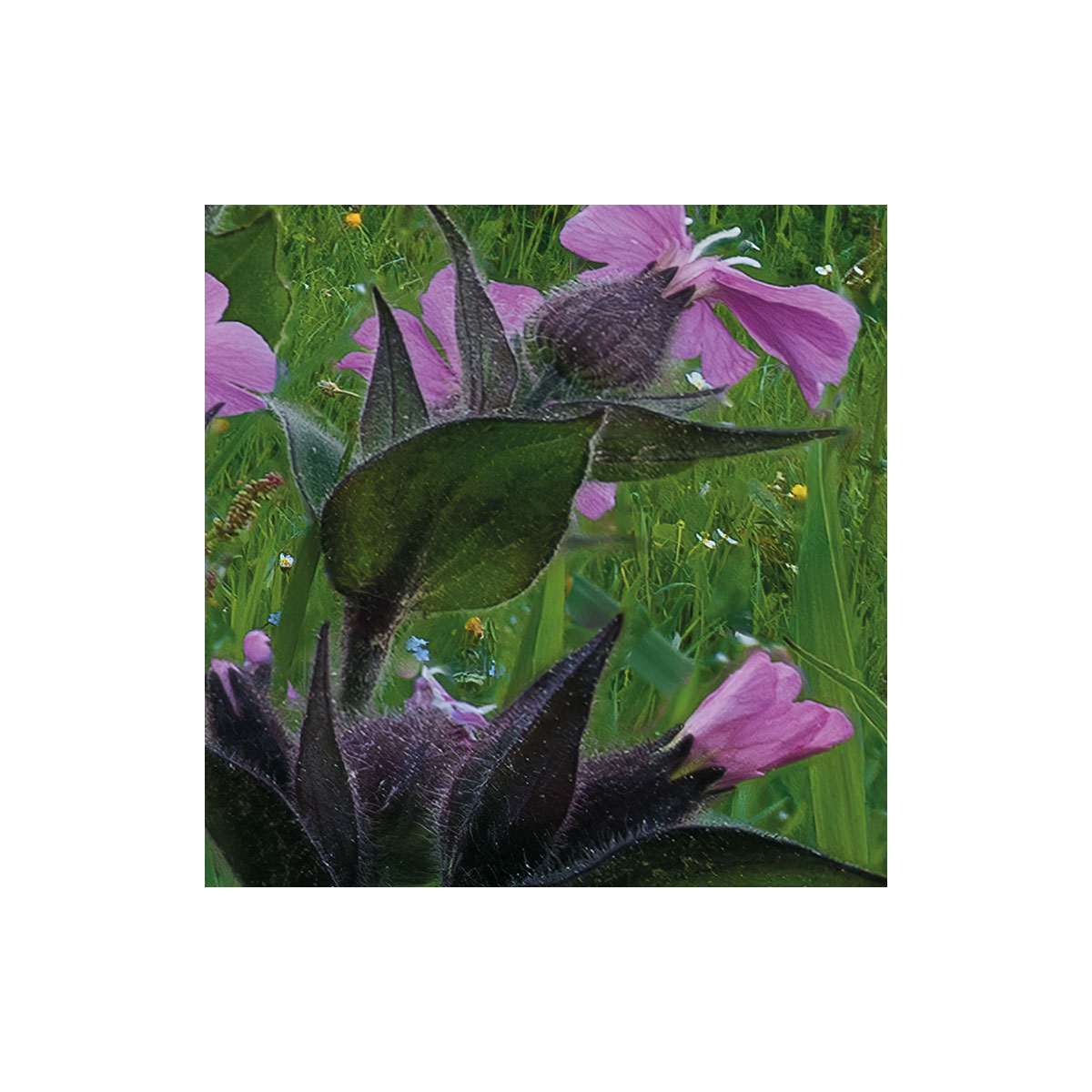 Komar  Vlies Fototapete Picturesque Switzerland 450x280 cm Bild 3