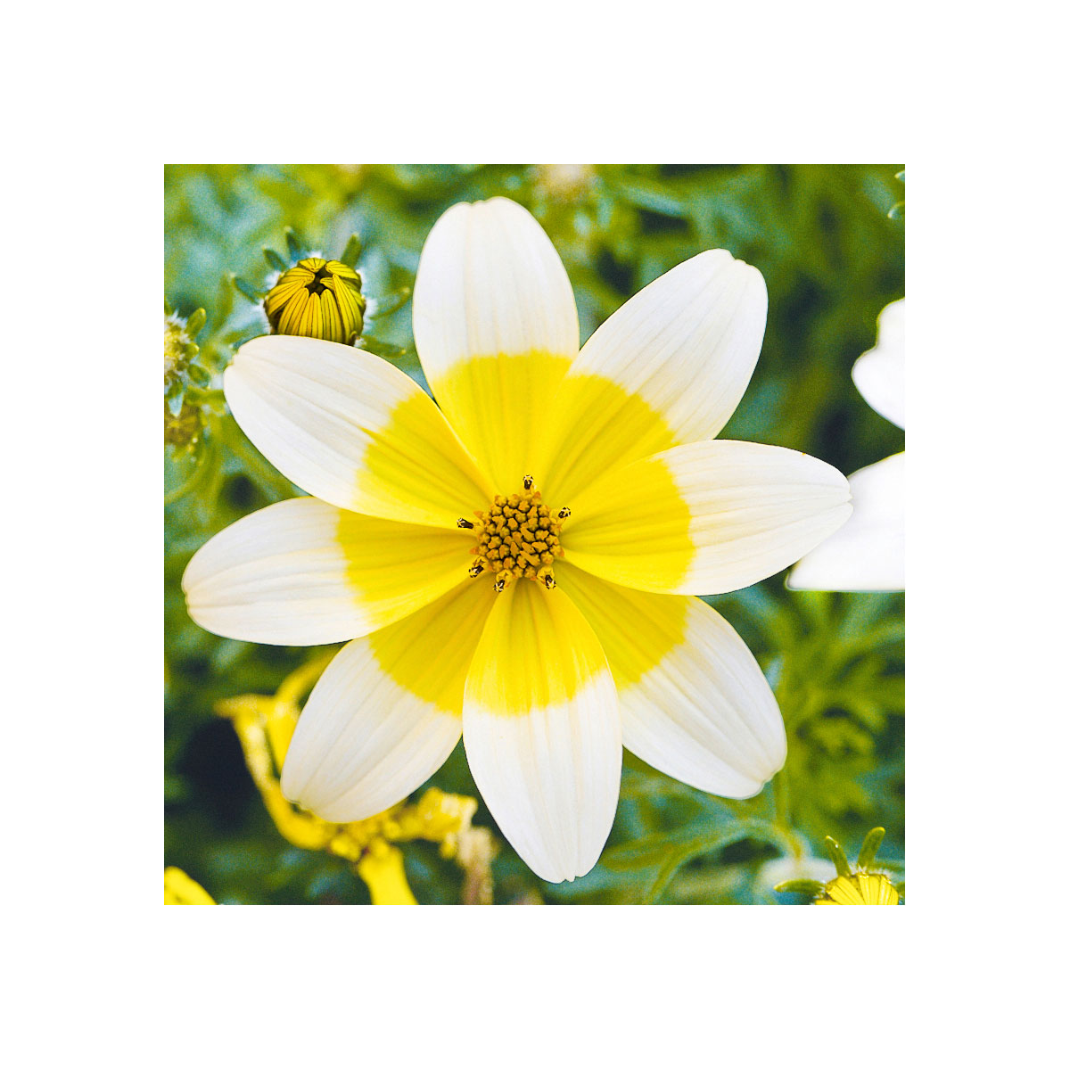 Plantiflor  Goldmarie Taka Tuka Topf Durchmesser 12 cm Bild 4