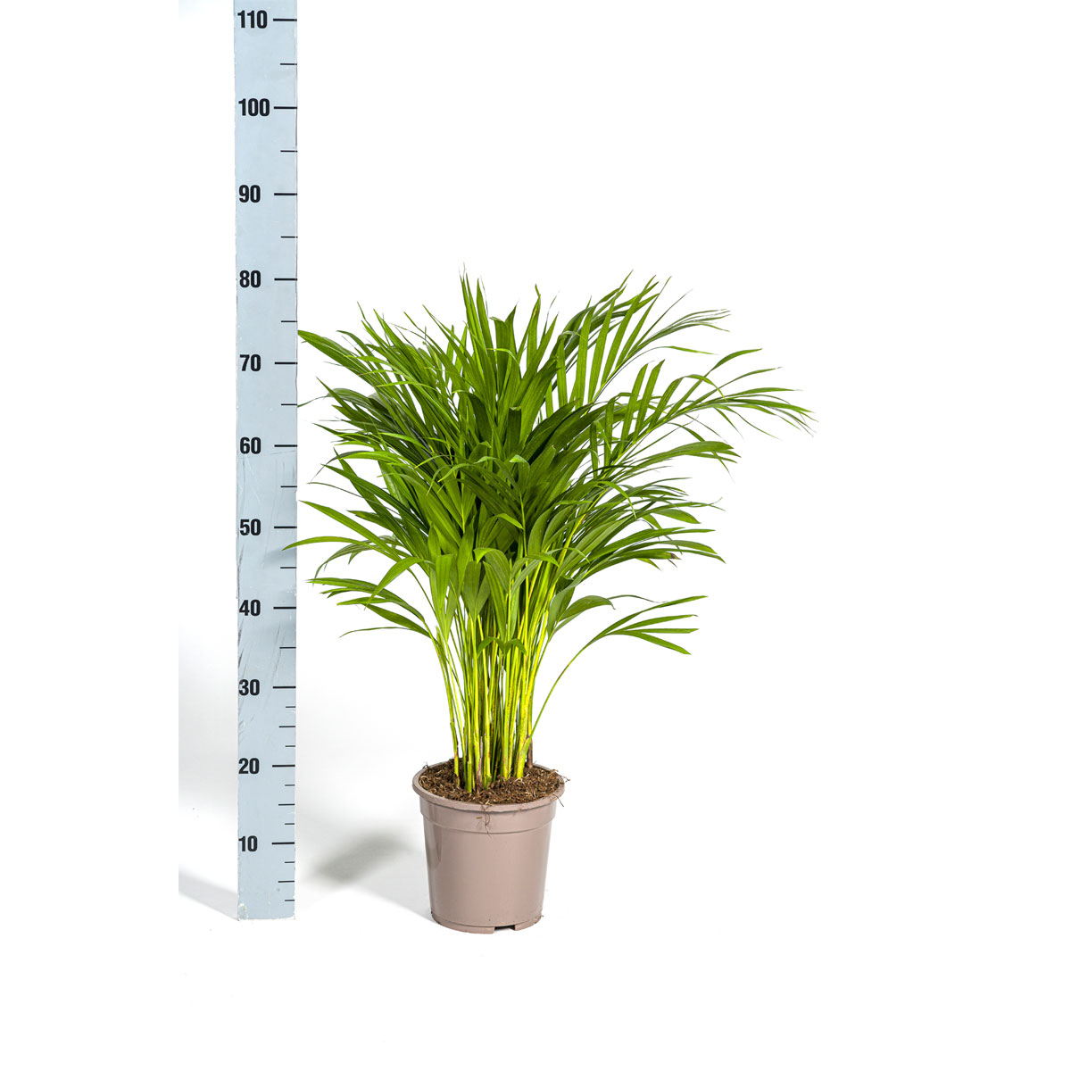 Goldfruchtpalme, Topf Ø 19 cm Bild 2