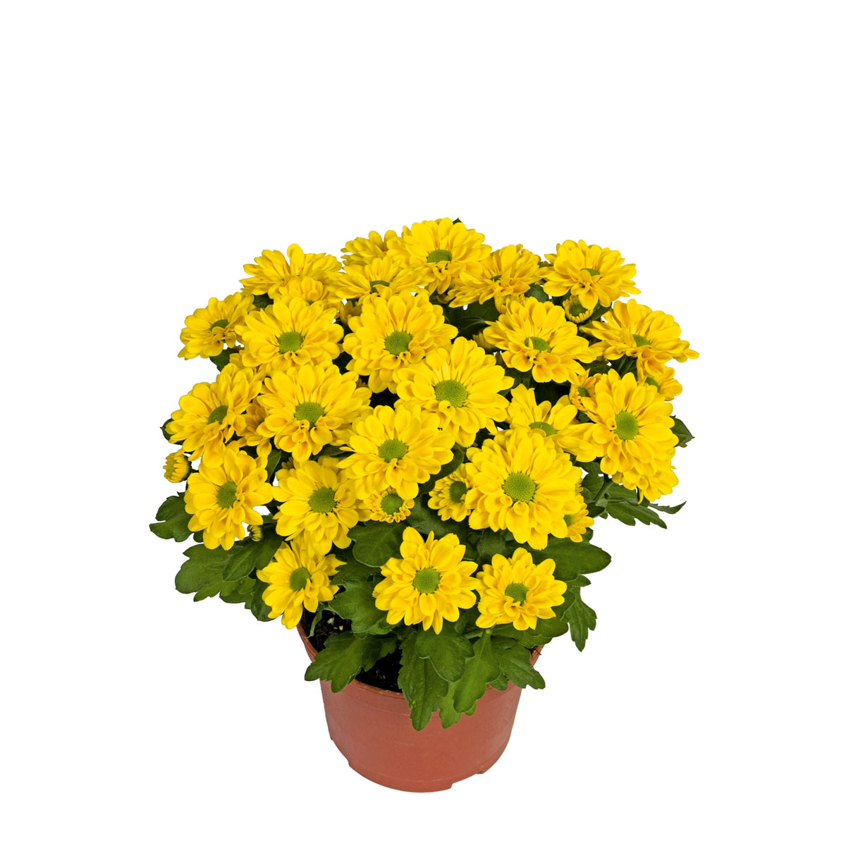 Plantiflor  Chrysantheme Swifty Topf- Durchmesser 10,5 cm