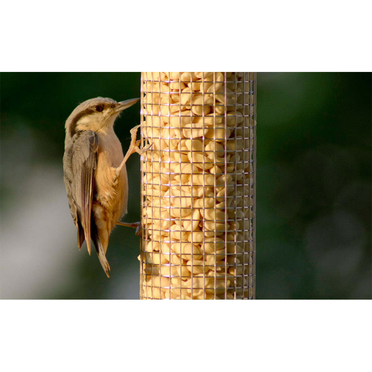 Futterspender für Nüsse und Kerne 9,5 x 9,5 x 23 cm Metall Grün Bild 3