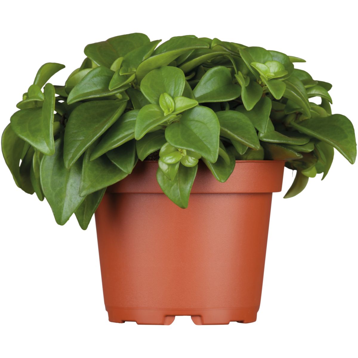 Plantiflor Zwergpfeffer grün 15-20 cm T12
