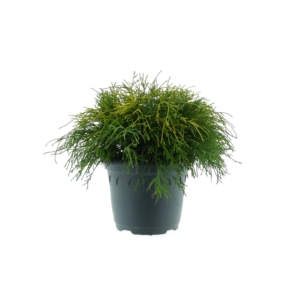 Plantiflor Gelbe Zwerg-Fadenzypresse Sungold Topf Durchmesser 23 cm